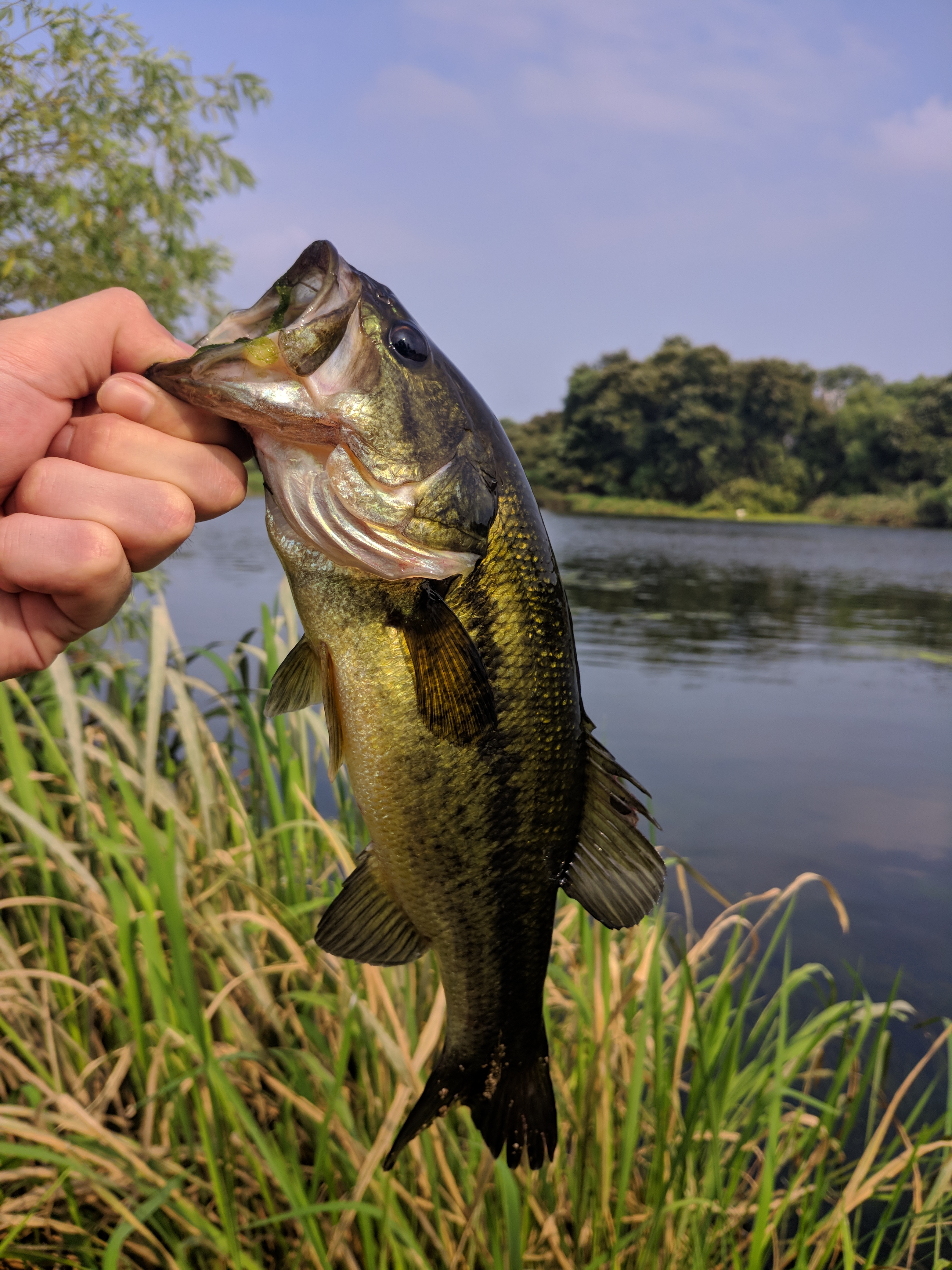 IMG_20180728_084145.jpg