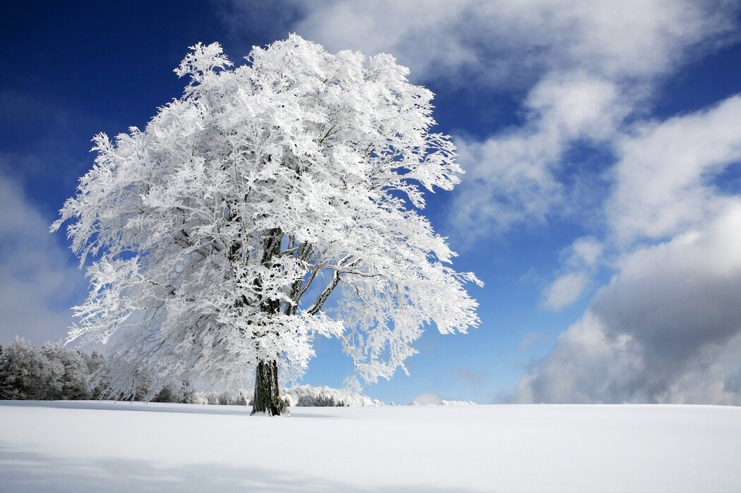 winter-tree.jpg