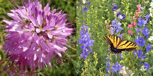 bee-butterfly-mix.jpg