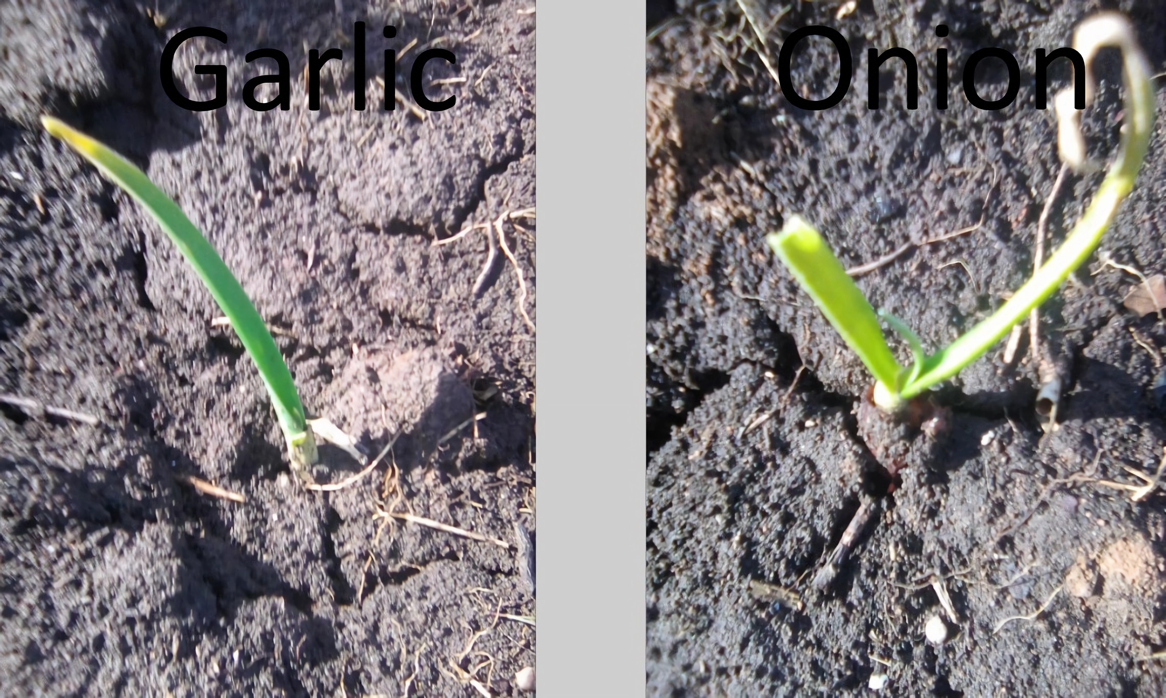 winter-planted garlic.png