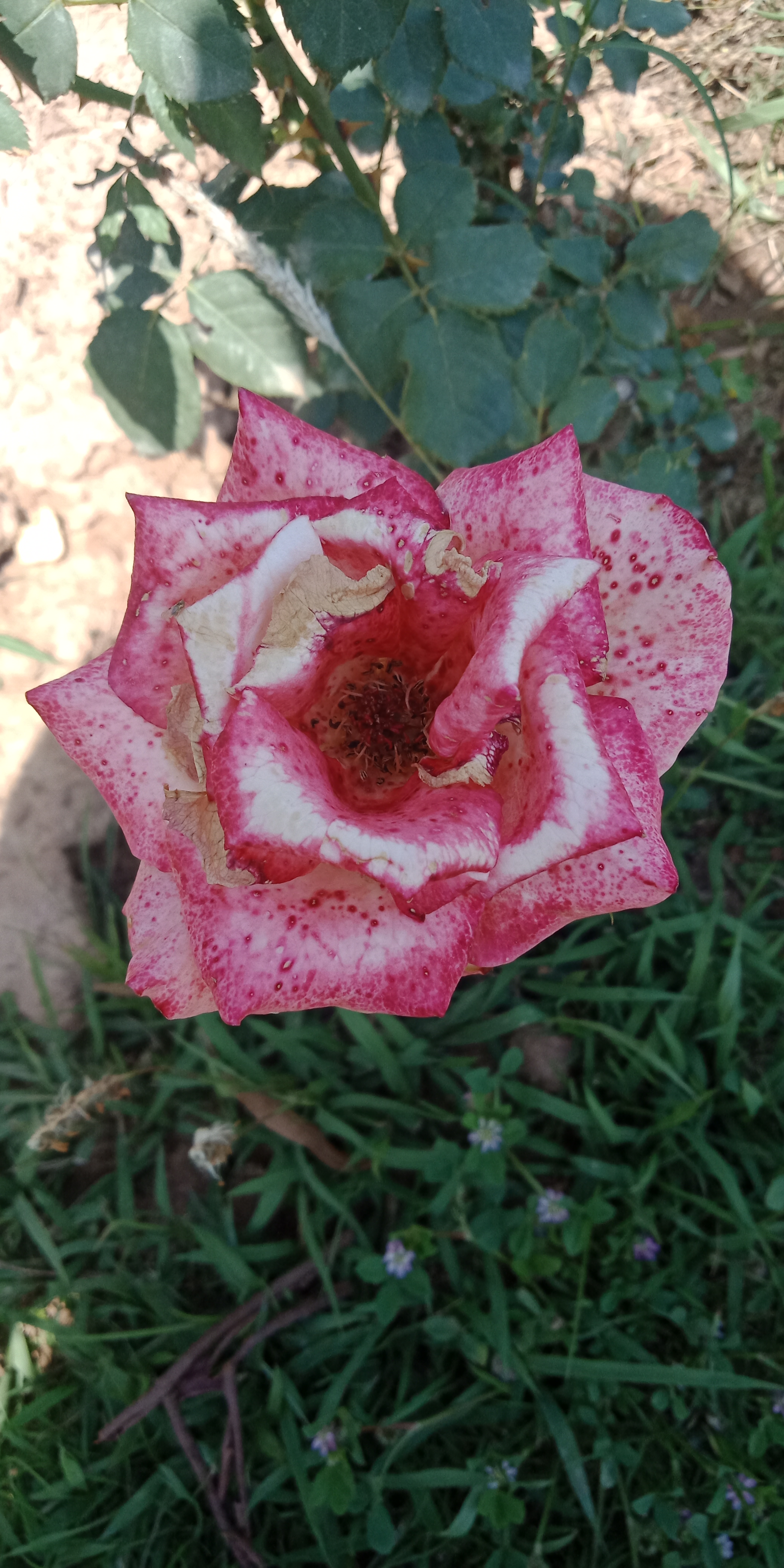 IMG20180510124645.jpg