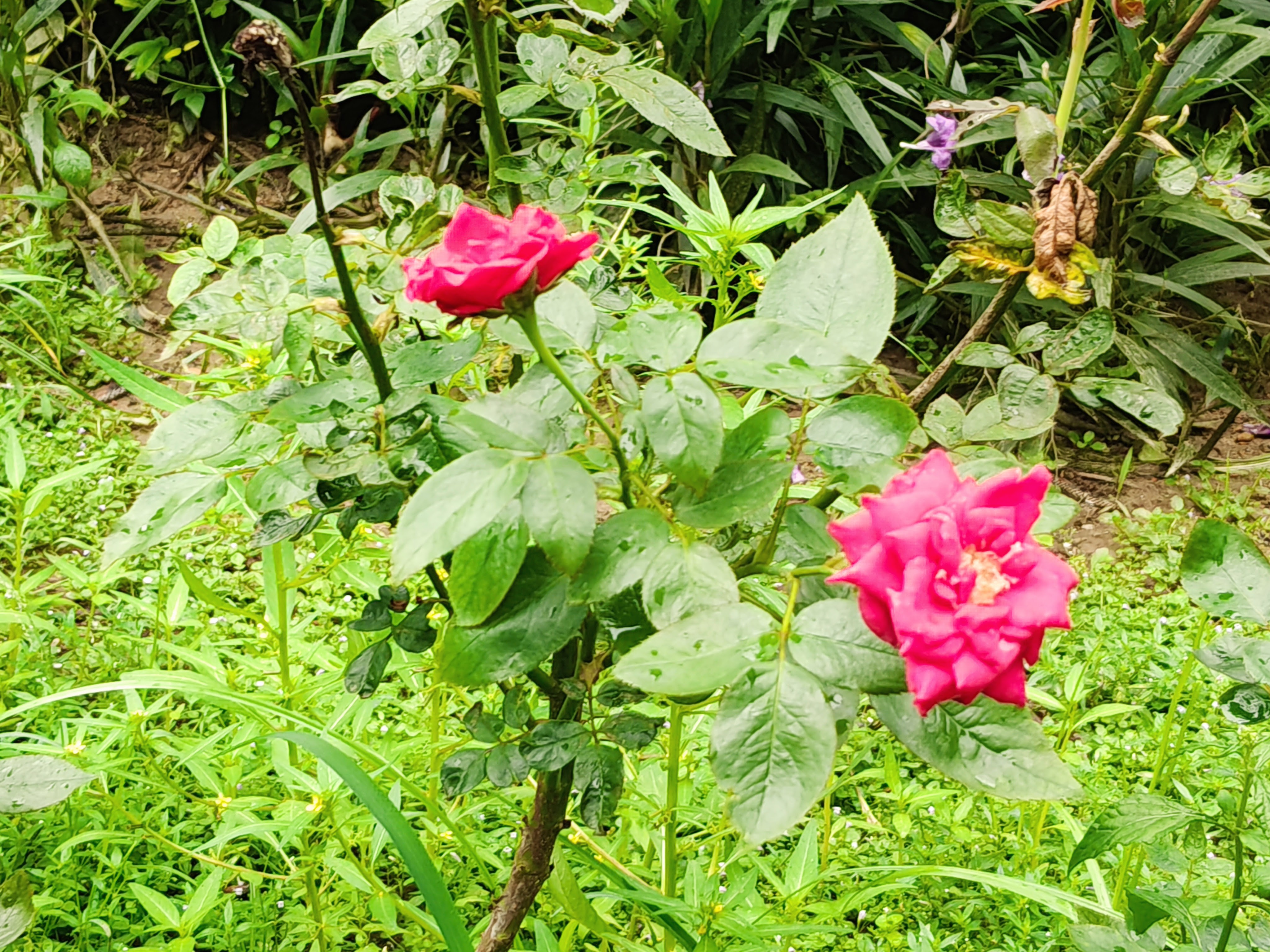 IMG20260806125136.jpg