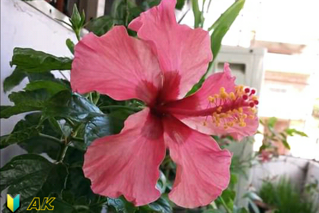 AHIHI_COLL…
Payout: 0.000 HBDIN MY GARDEN,JAWE FLOWERS PHOTOGRAPHY
2019-09-16 18:36![AHIHI_COLLAGE1568656165064.png