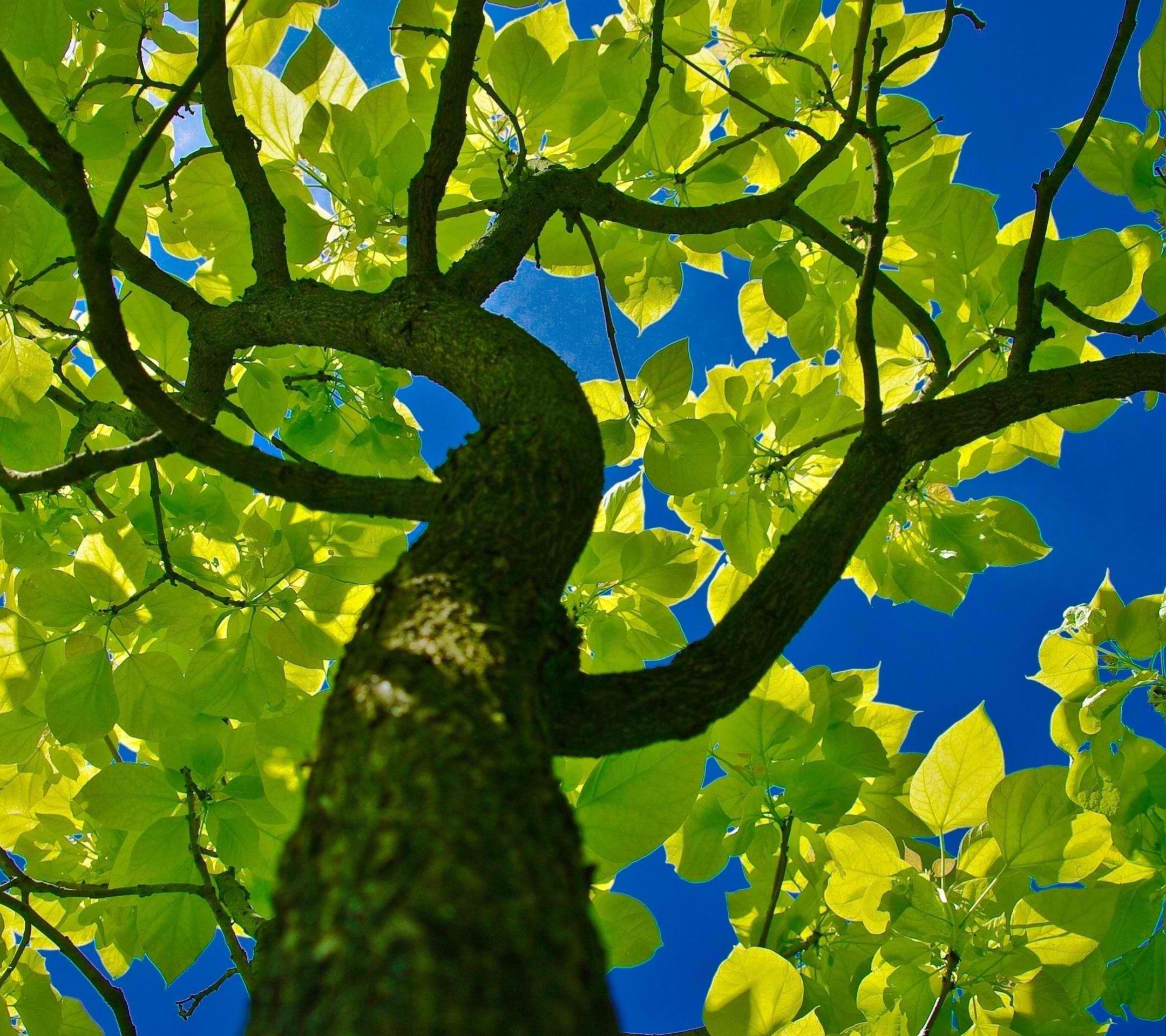 tree_green.jpg
