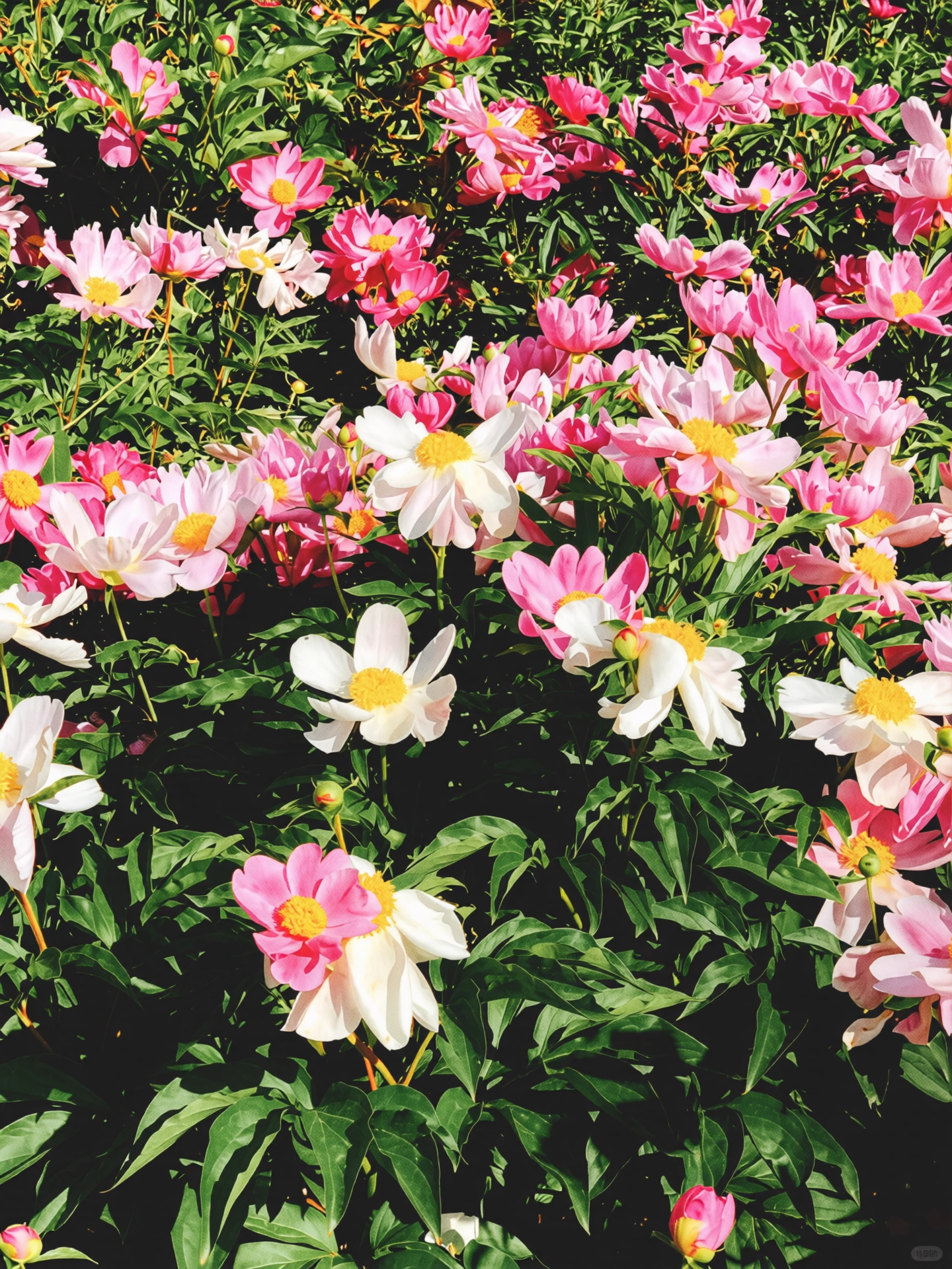 77.webp