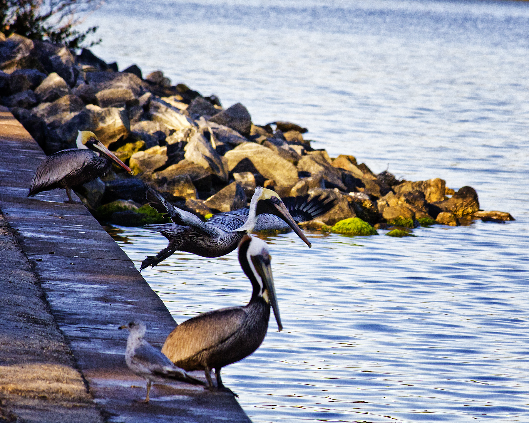 Fish (2018_06_24 03_13_06 UTC).jpg