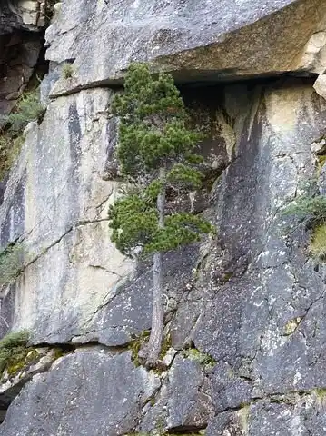tree-2743254__480.jpg