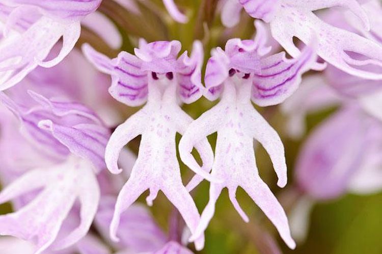 Unusual-Flowers-Orchids-Monkeys-People-01.jpg