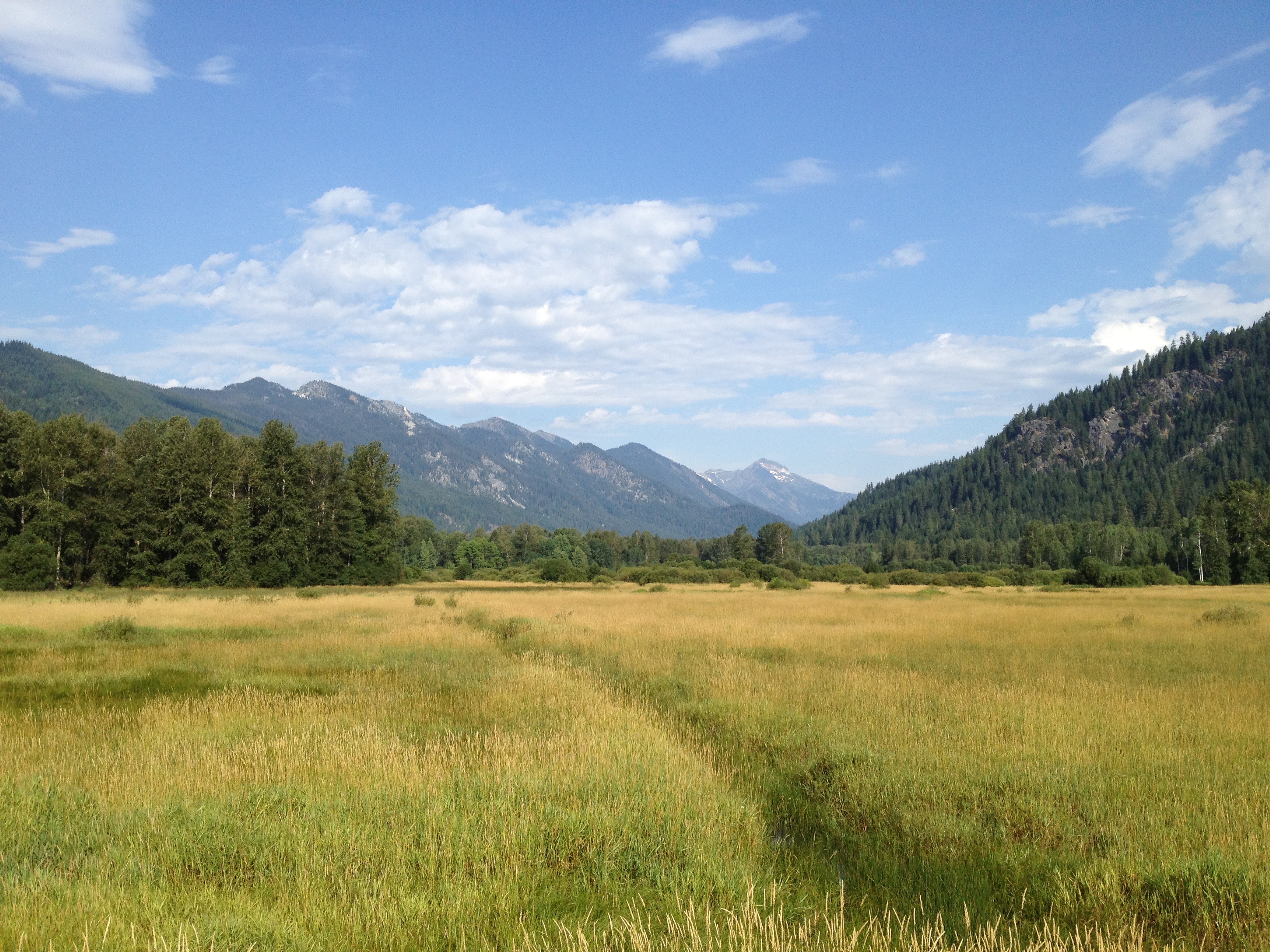 picturesque-meadow.jpg