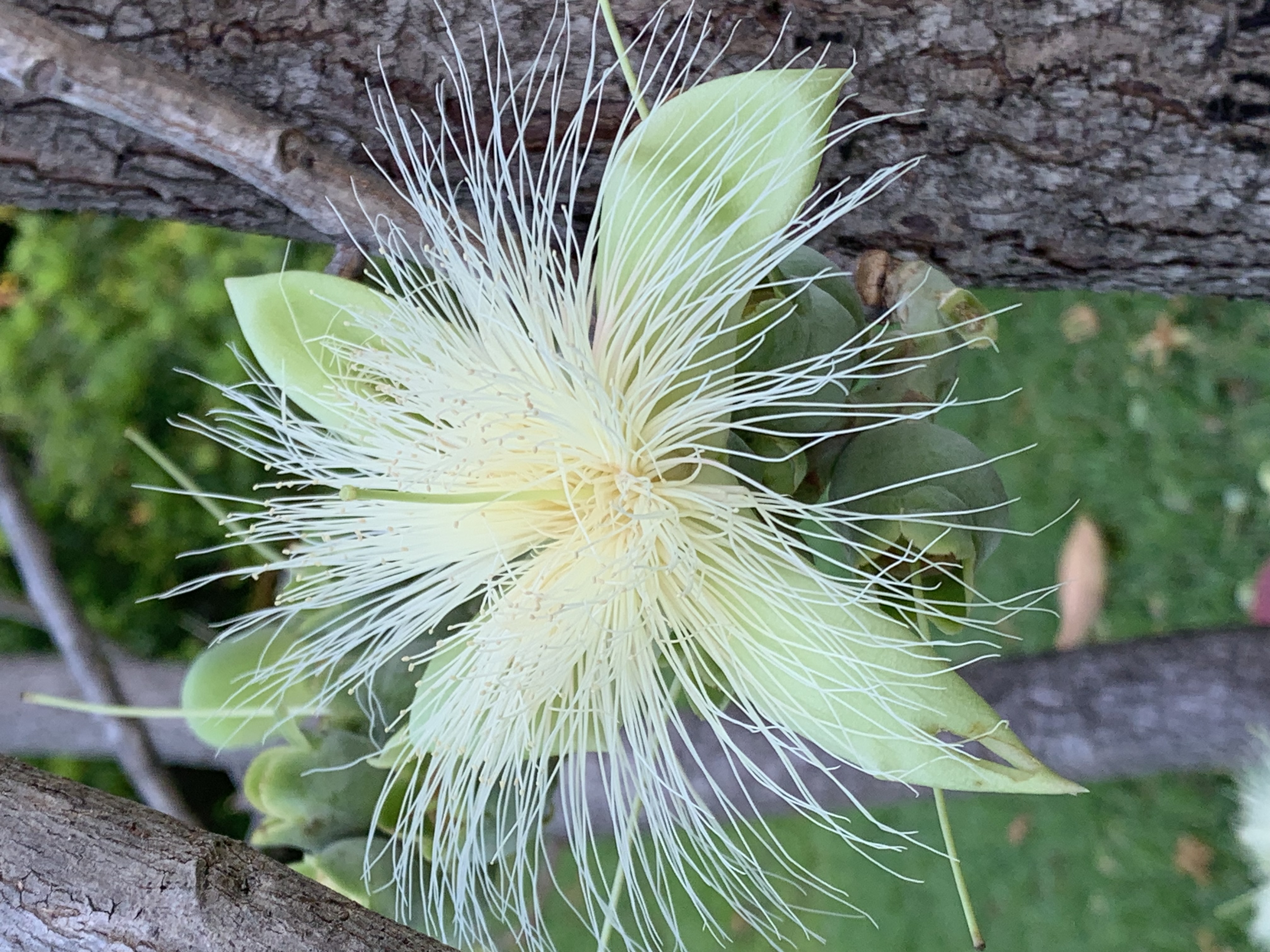 Queen Sirikit Park16.jpg