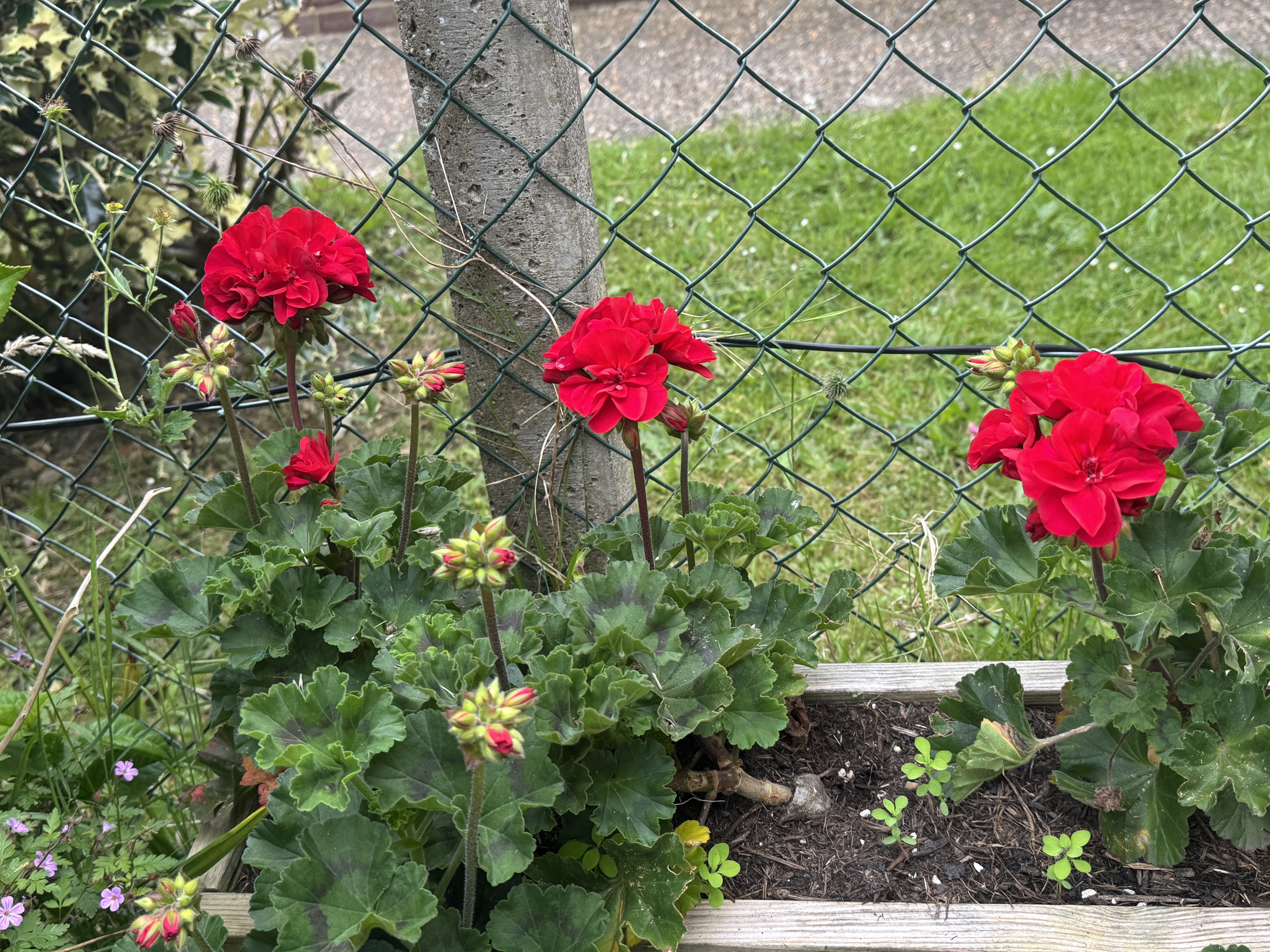 IMG_3539.jpeg