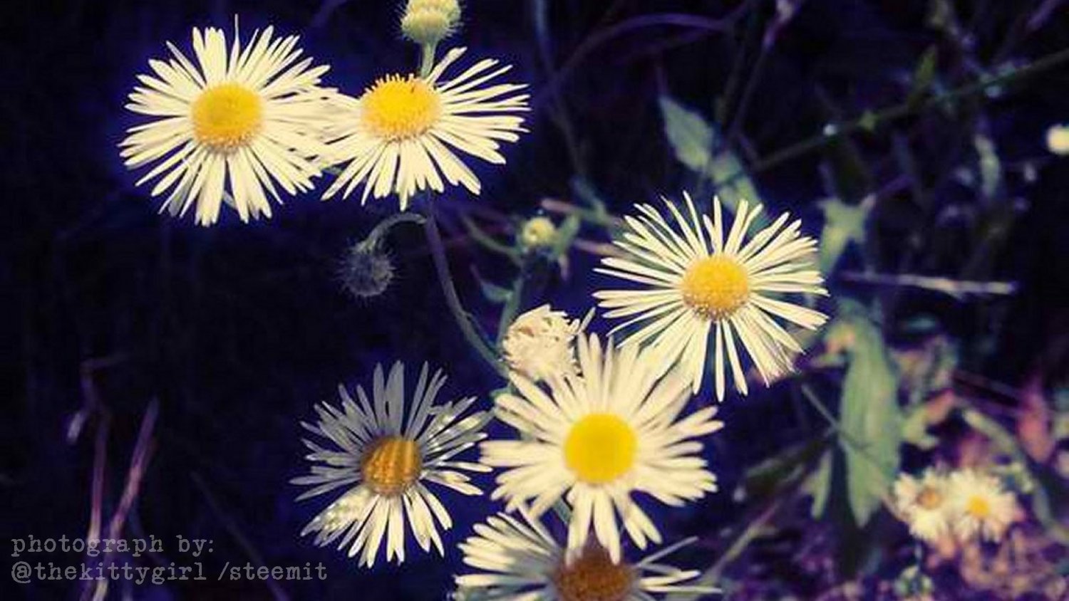 Fleabane-1.jpg