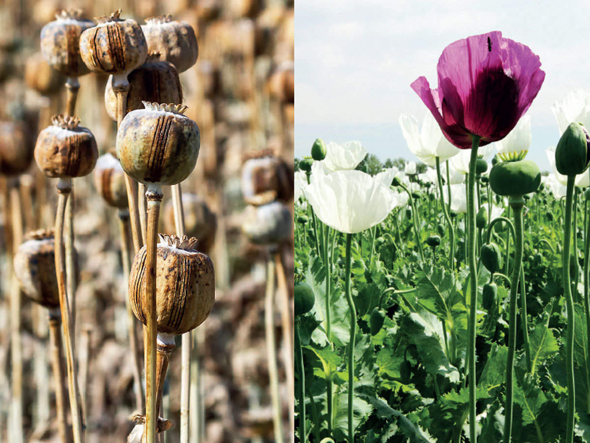 poppy.jpg