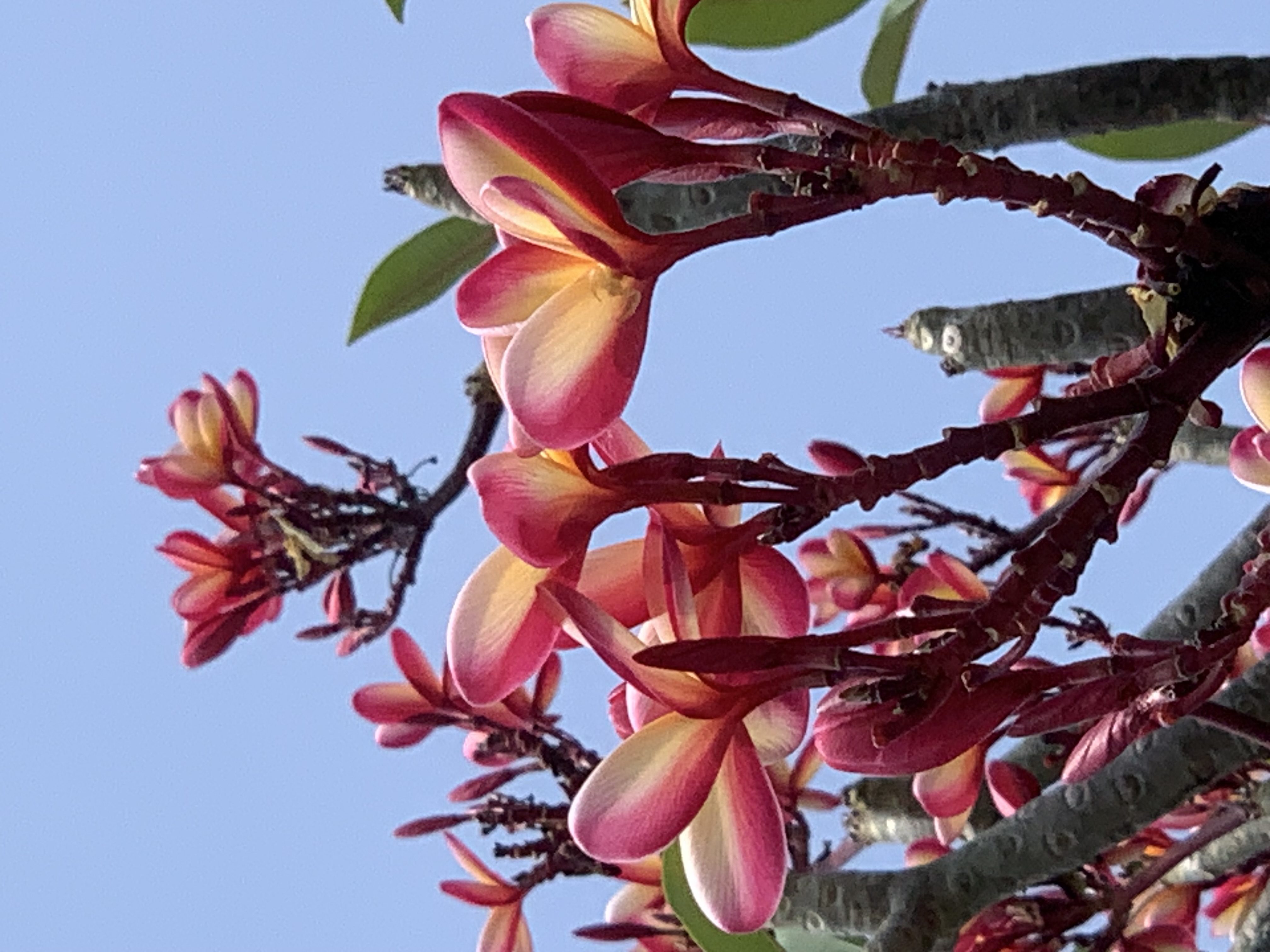 flower305.jpg