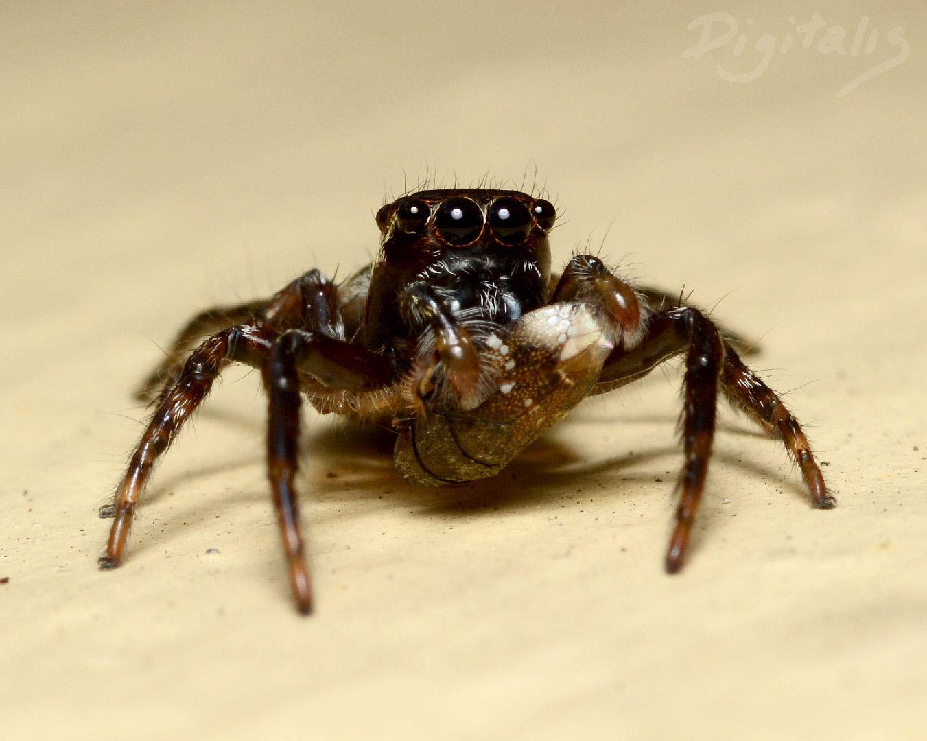 DSC_0850.jpg