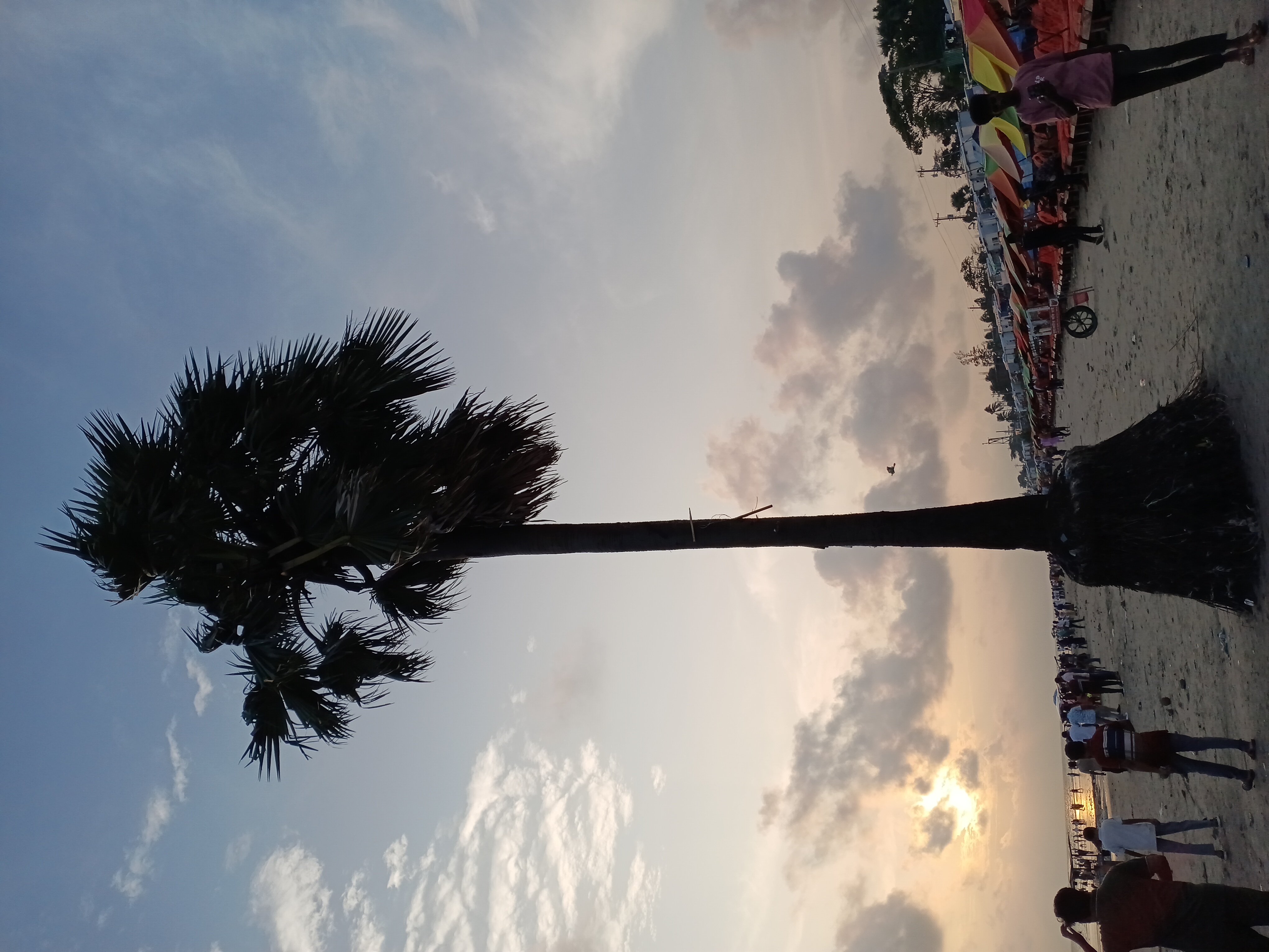 56490.jpg