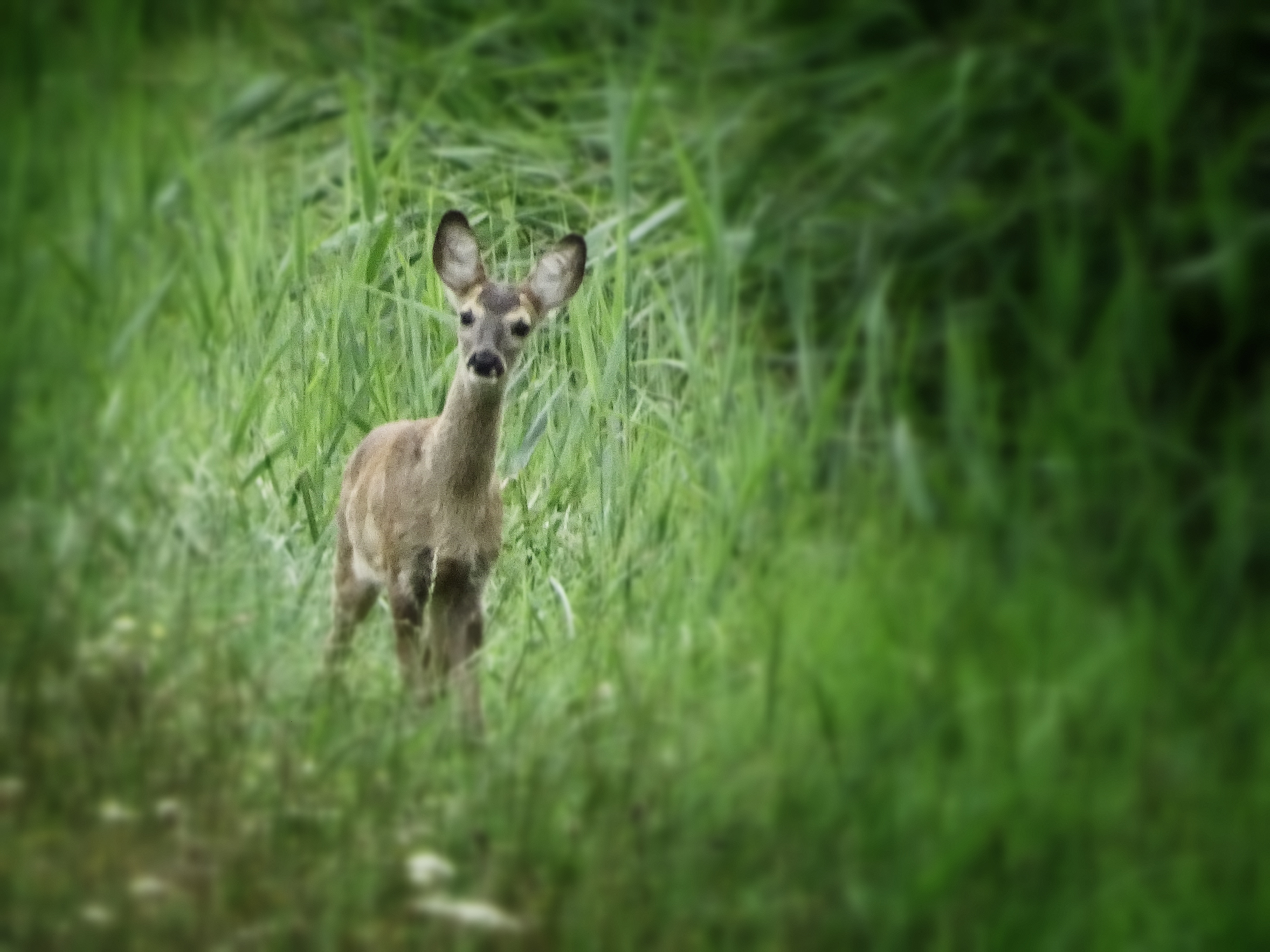 2019 - 08 - Wandern Usedom (463)_Snapseed.jpg