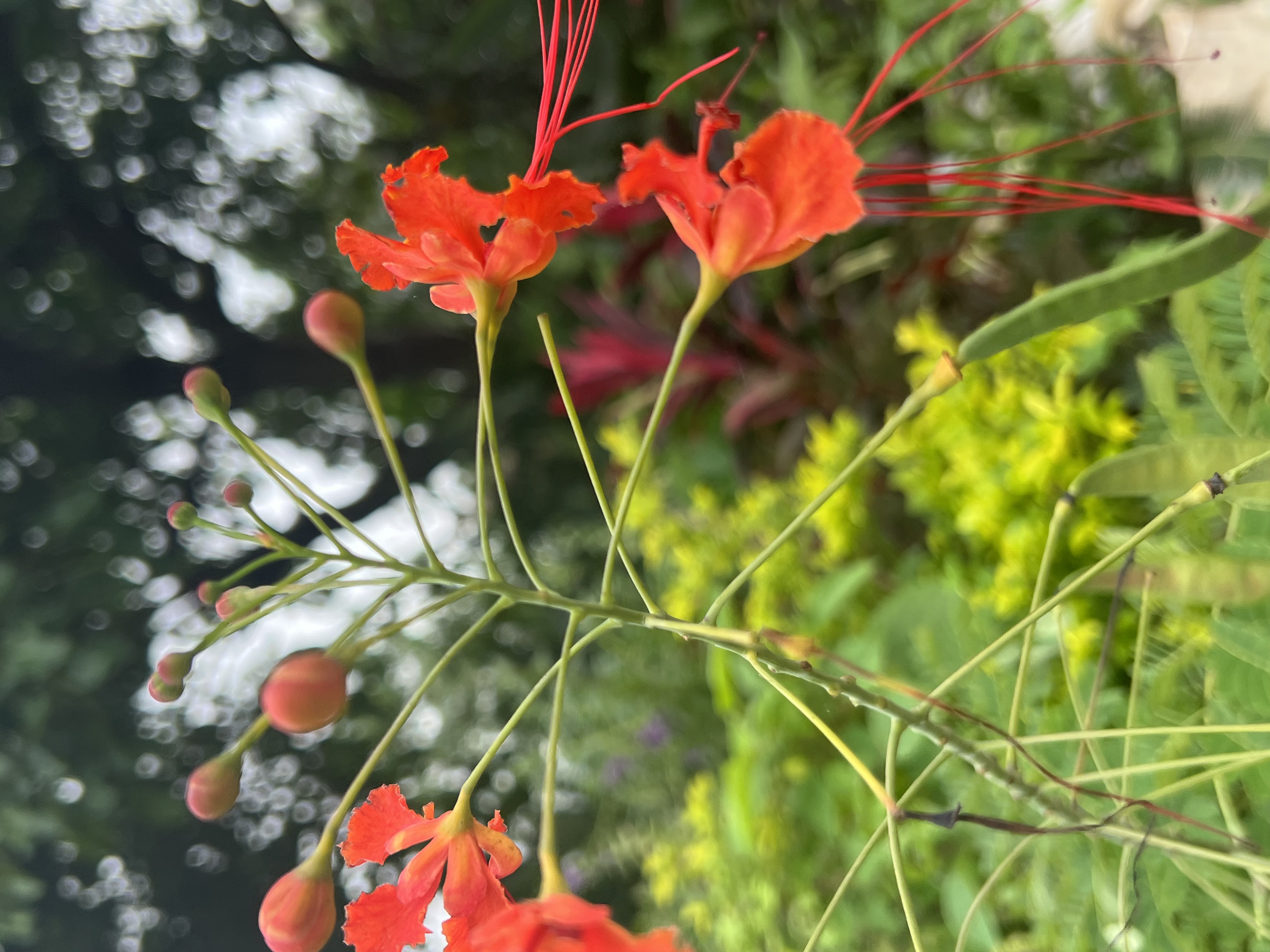 IMG_7207.jpeg