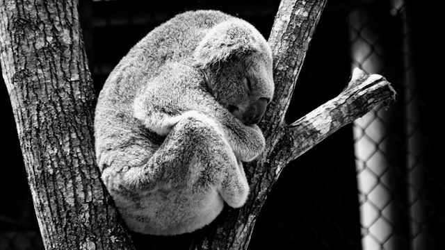 animal-koala-nature.jpg
