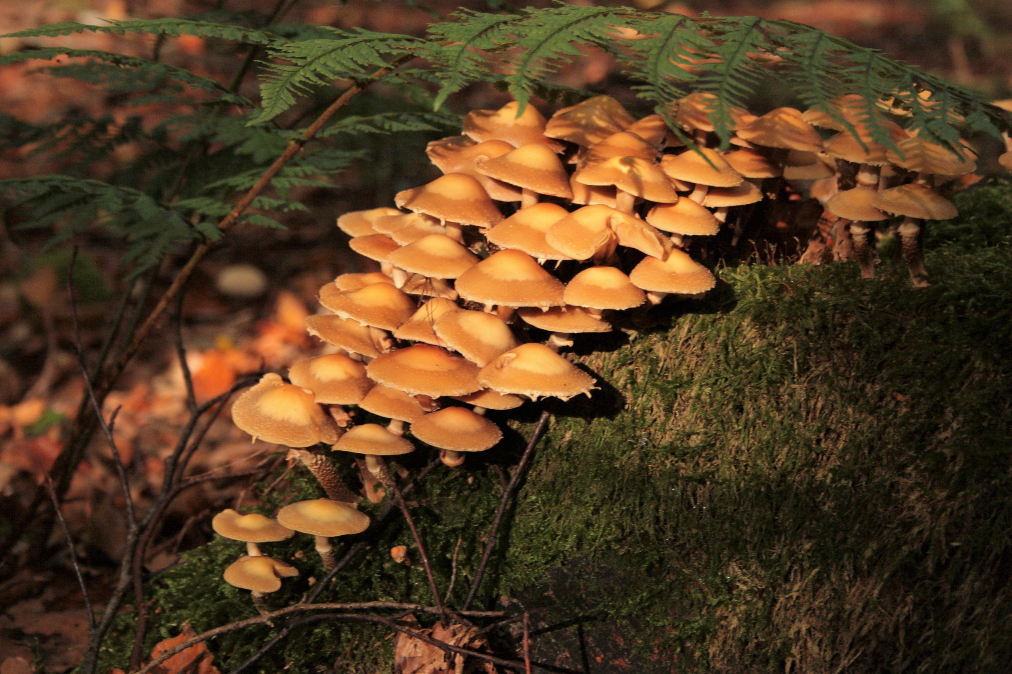 pixabaylite_1726903741487.jpg