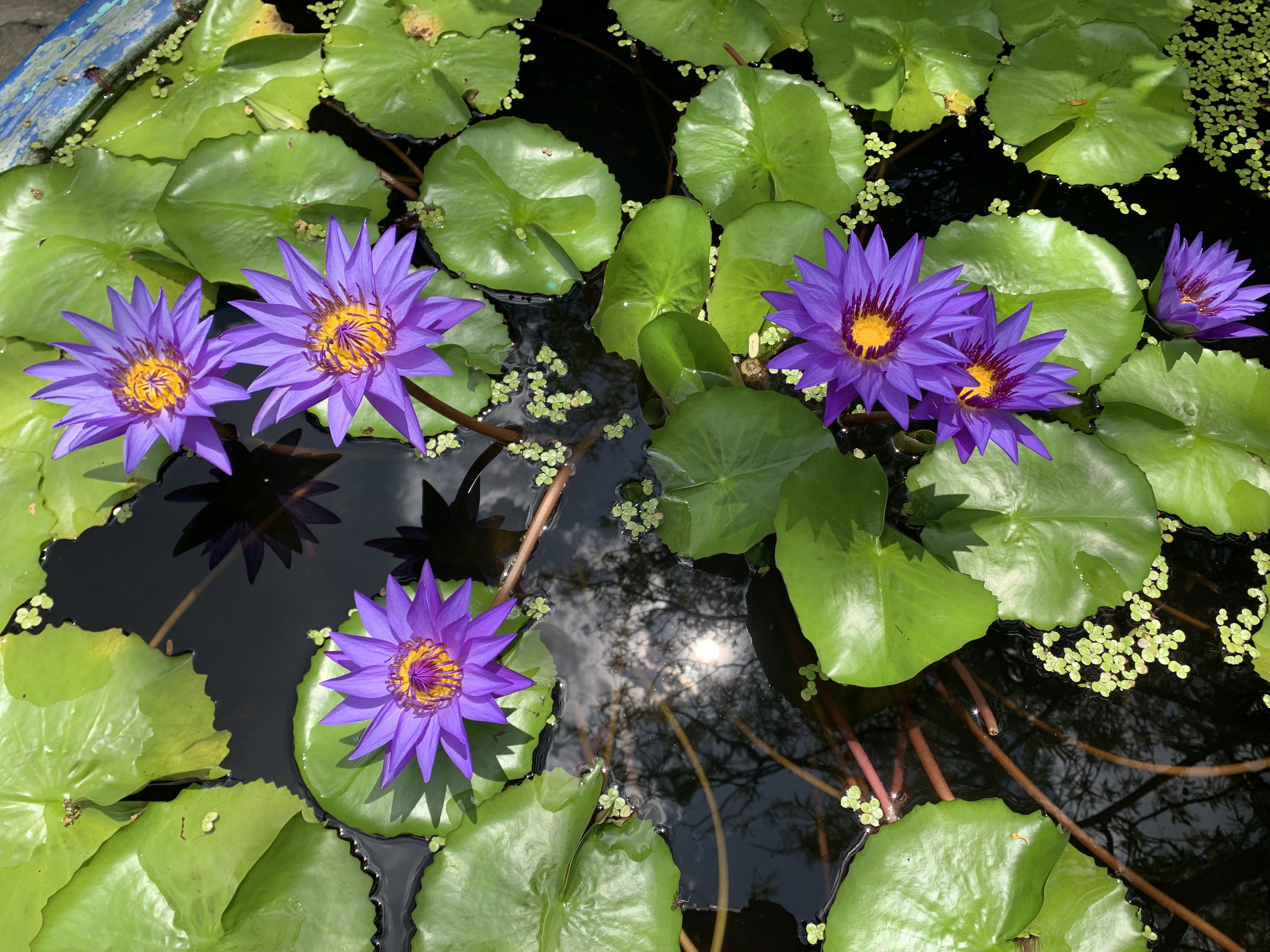 purple lotus9.jpg