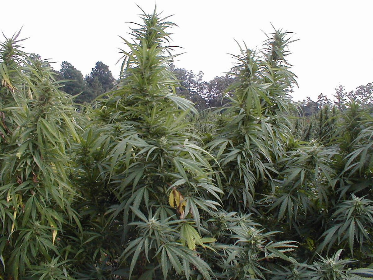 pot.jpg