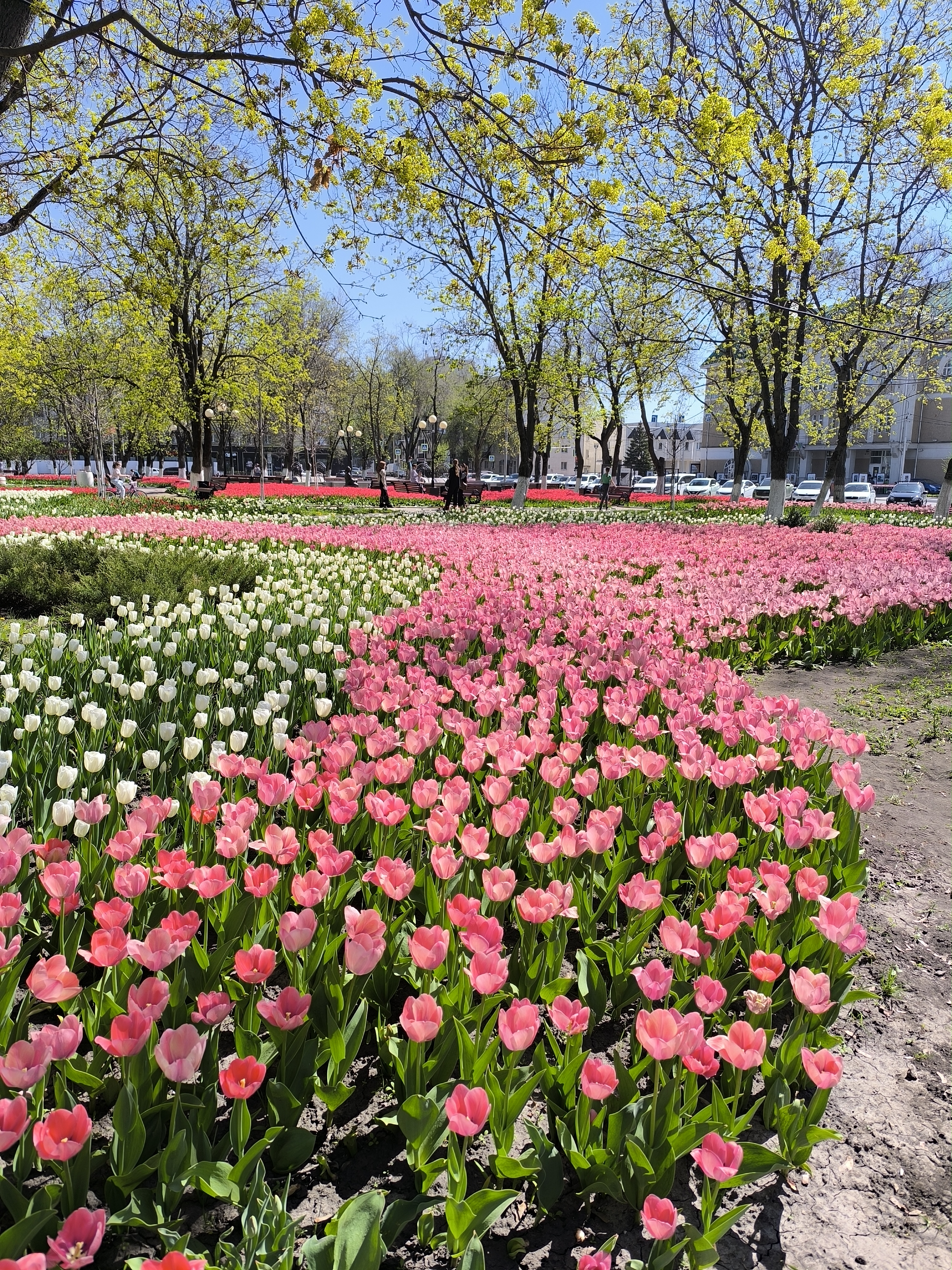 IMG_20250419_123330 (1).jpg