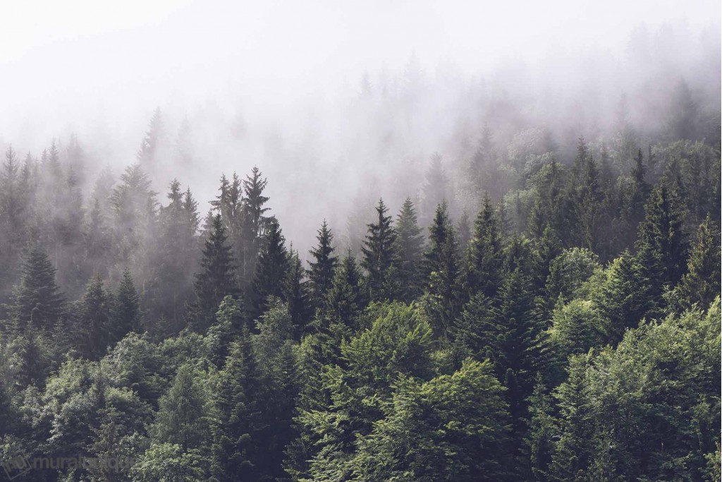 1660_Coniferous Trees in the Fog-1024x683_0-1.jpg