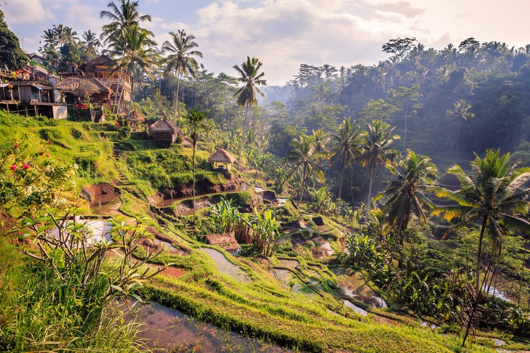 ubud bali hd.jpg
