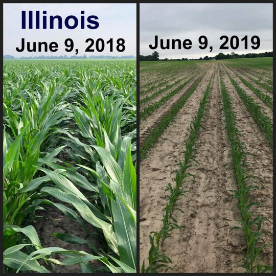 ILLINOIS CORN.jpg