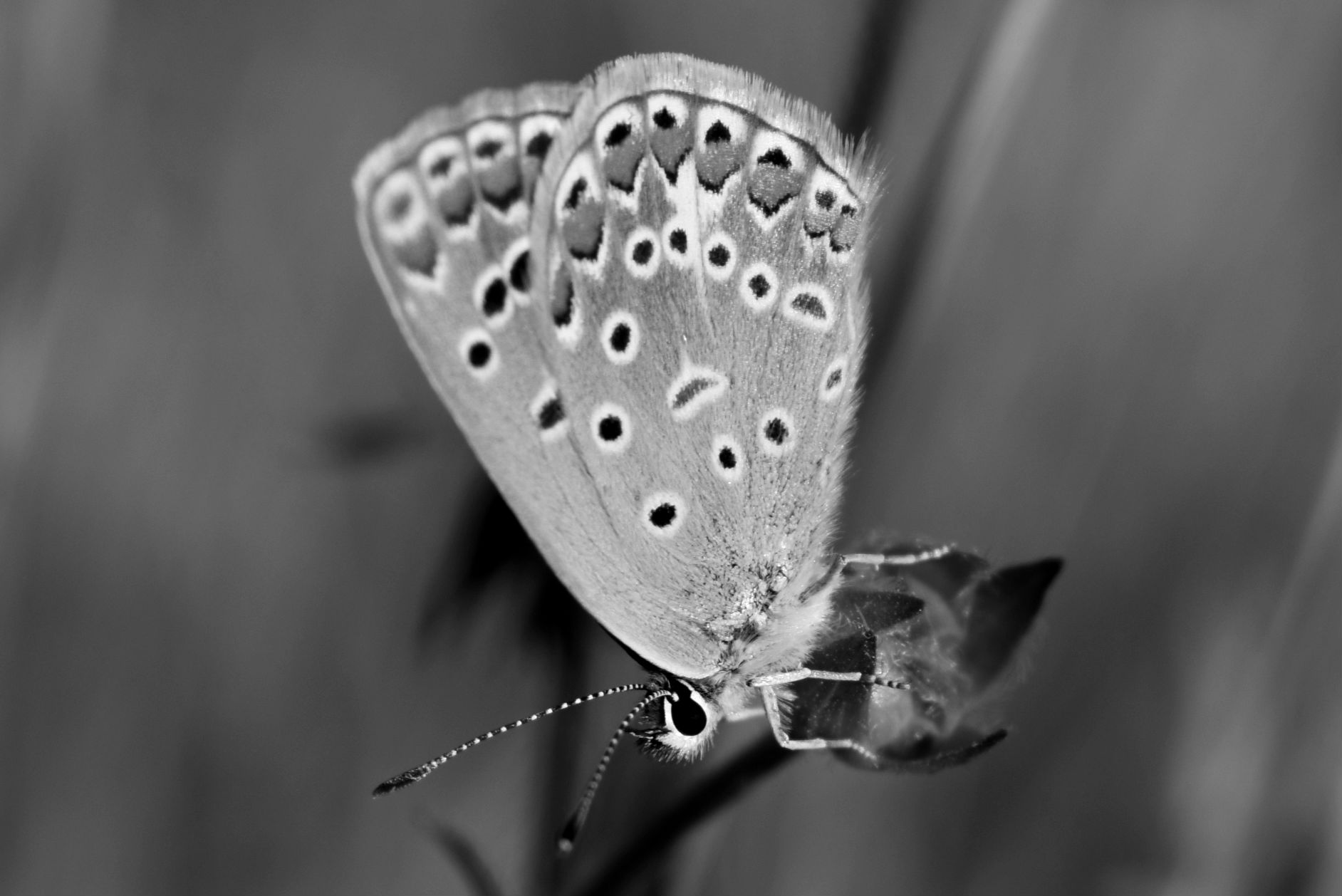 DSC_1831.jpg
