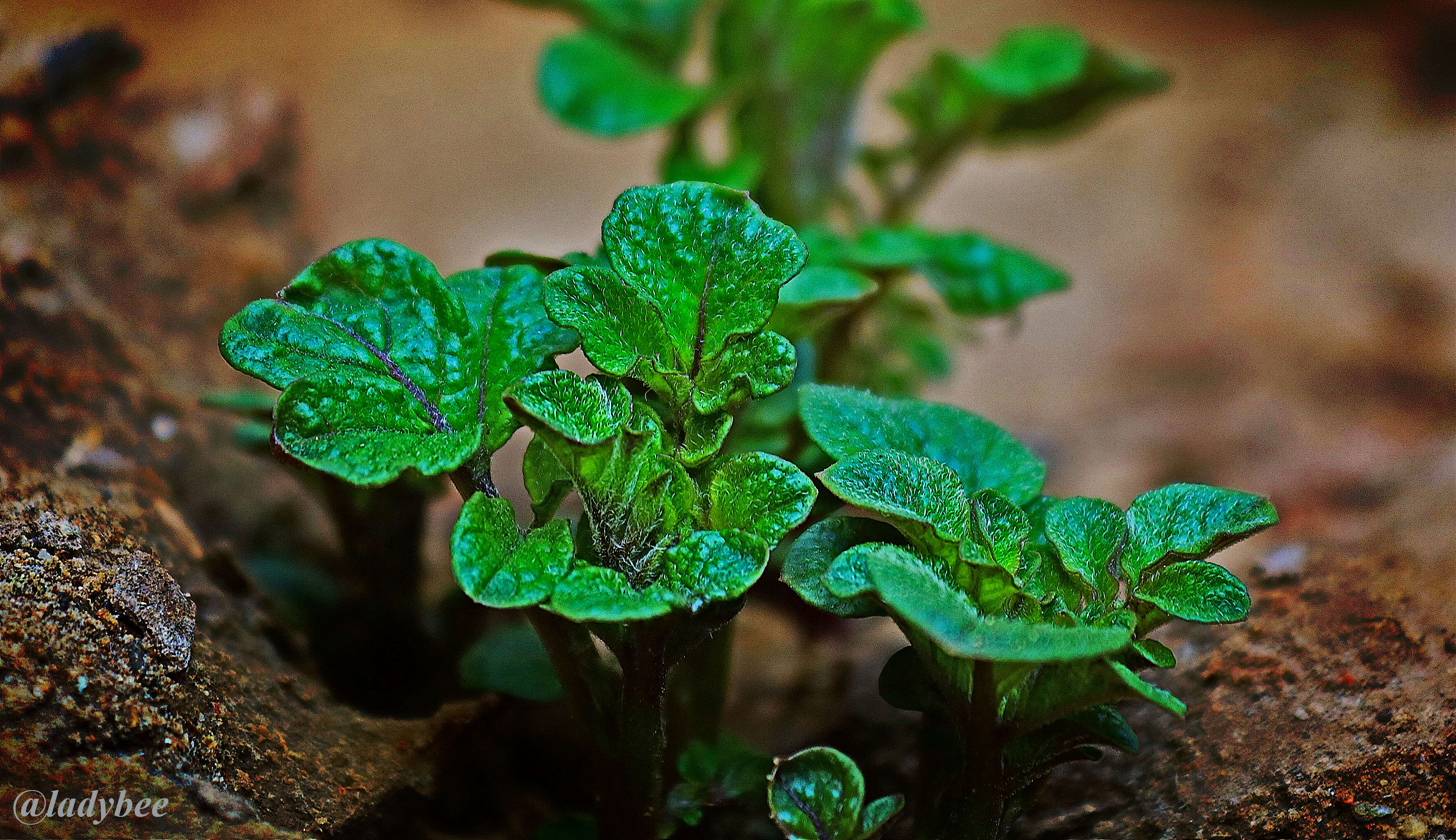 plantita.jpg