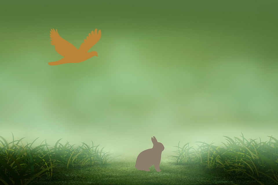 rabbit-1287757_960_720.jpg