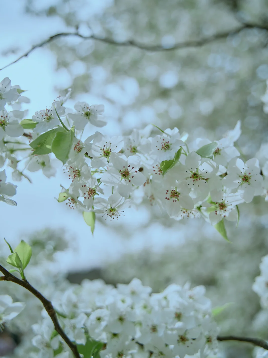 158.webp