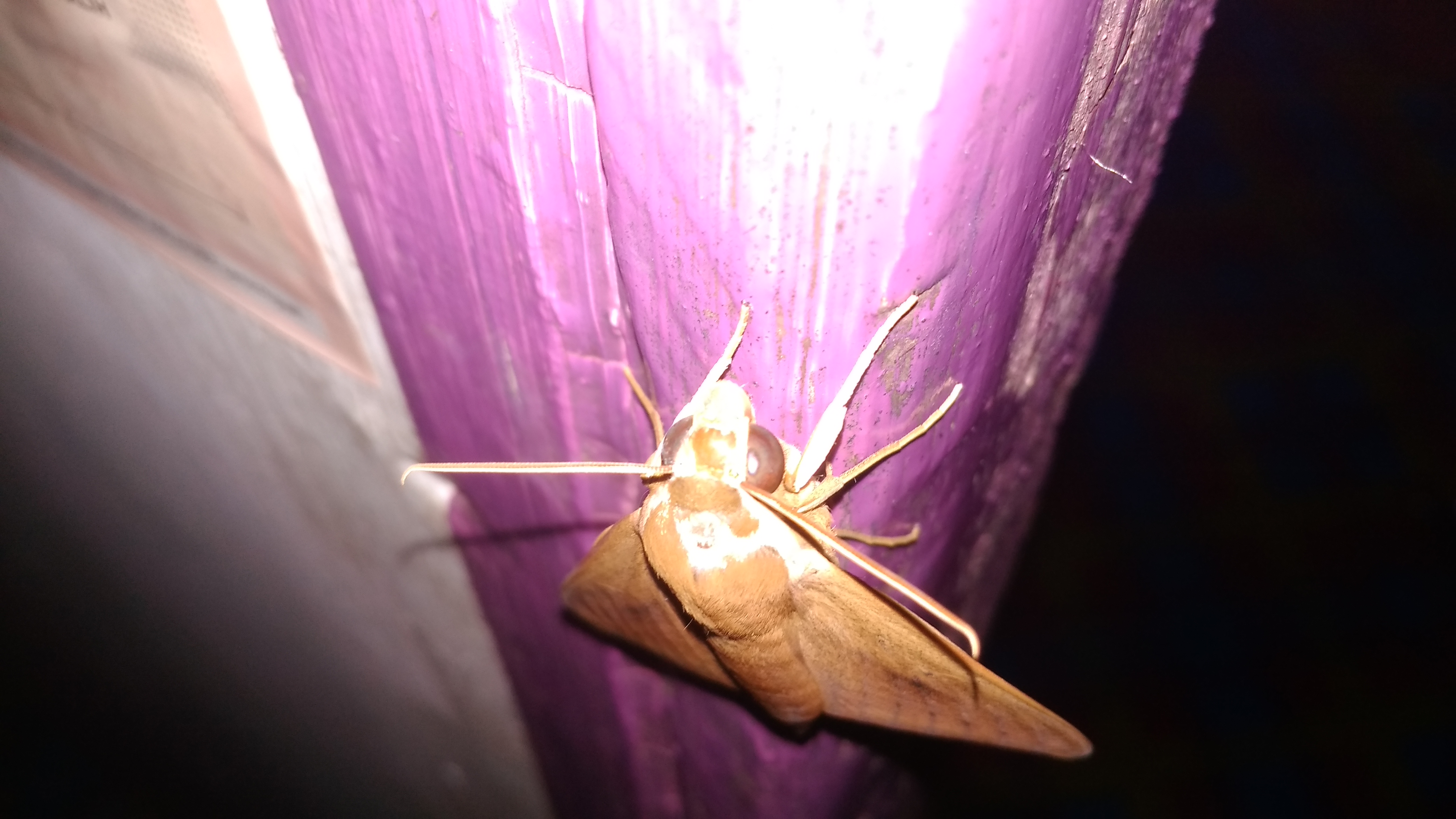 IMG_20200518_221544.jpg