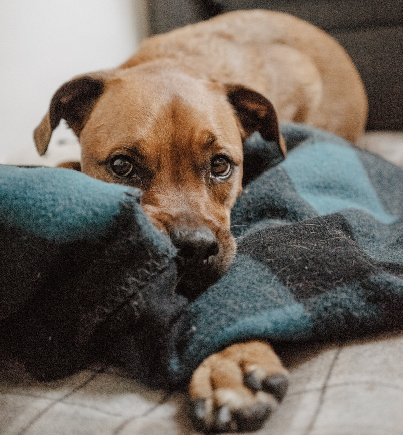ruby-schmank-783781-unsplash-edit-cropped.jpg