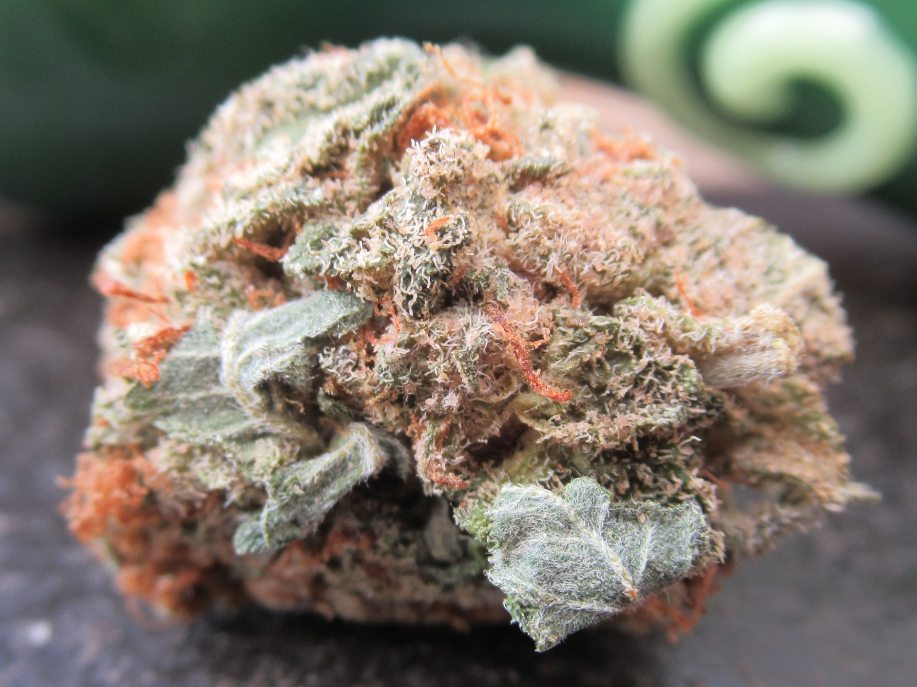 fullnugsidewithleaf.jpg