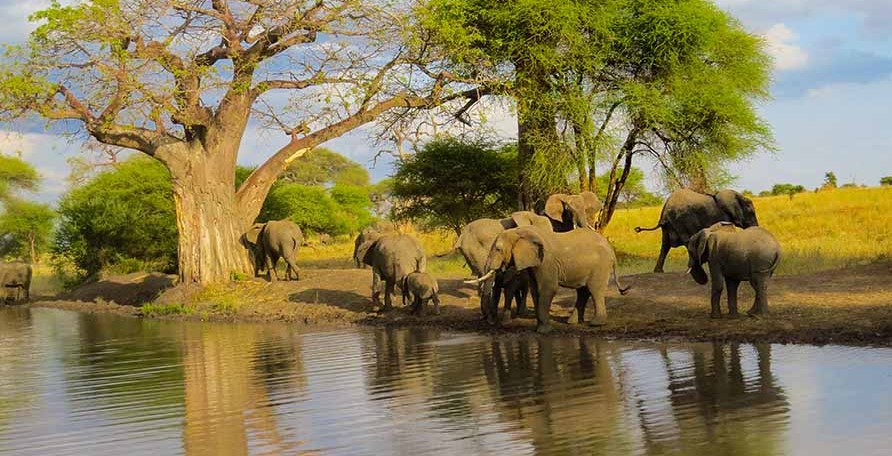Best Activities to Do in Tarangire During Safaris in Tanzania.jpg
