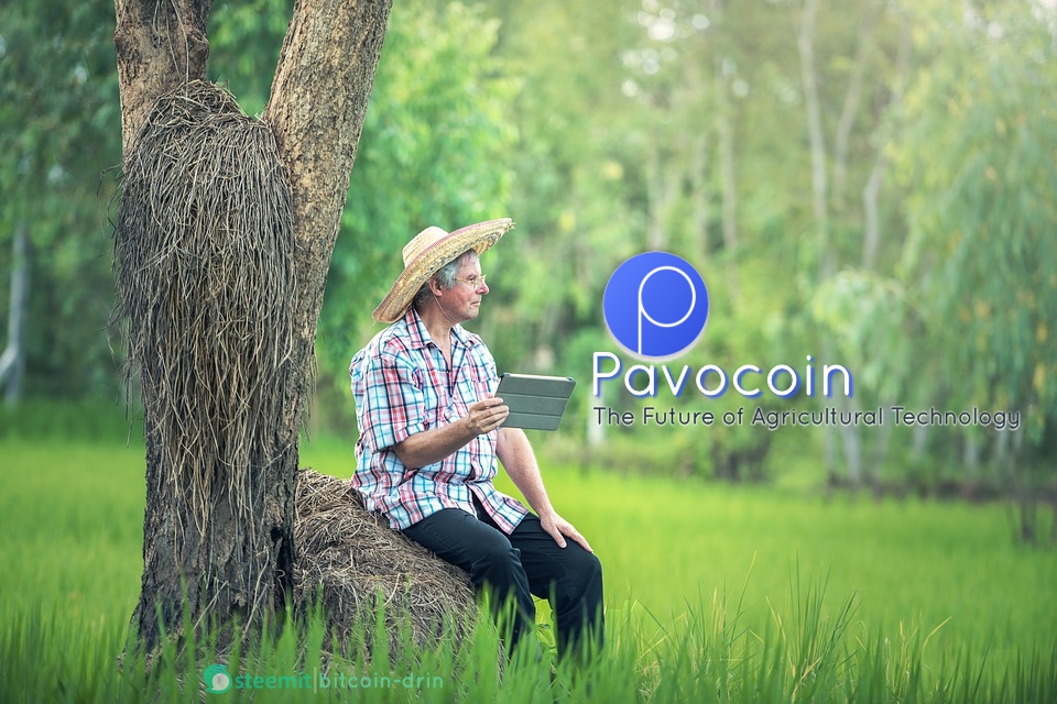 pavocoin cover.jpg