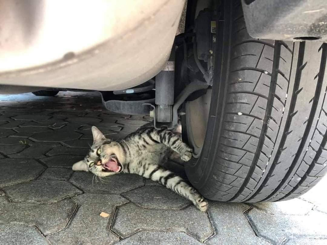 Котики под машиной