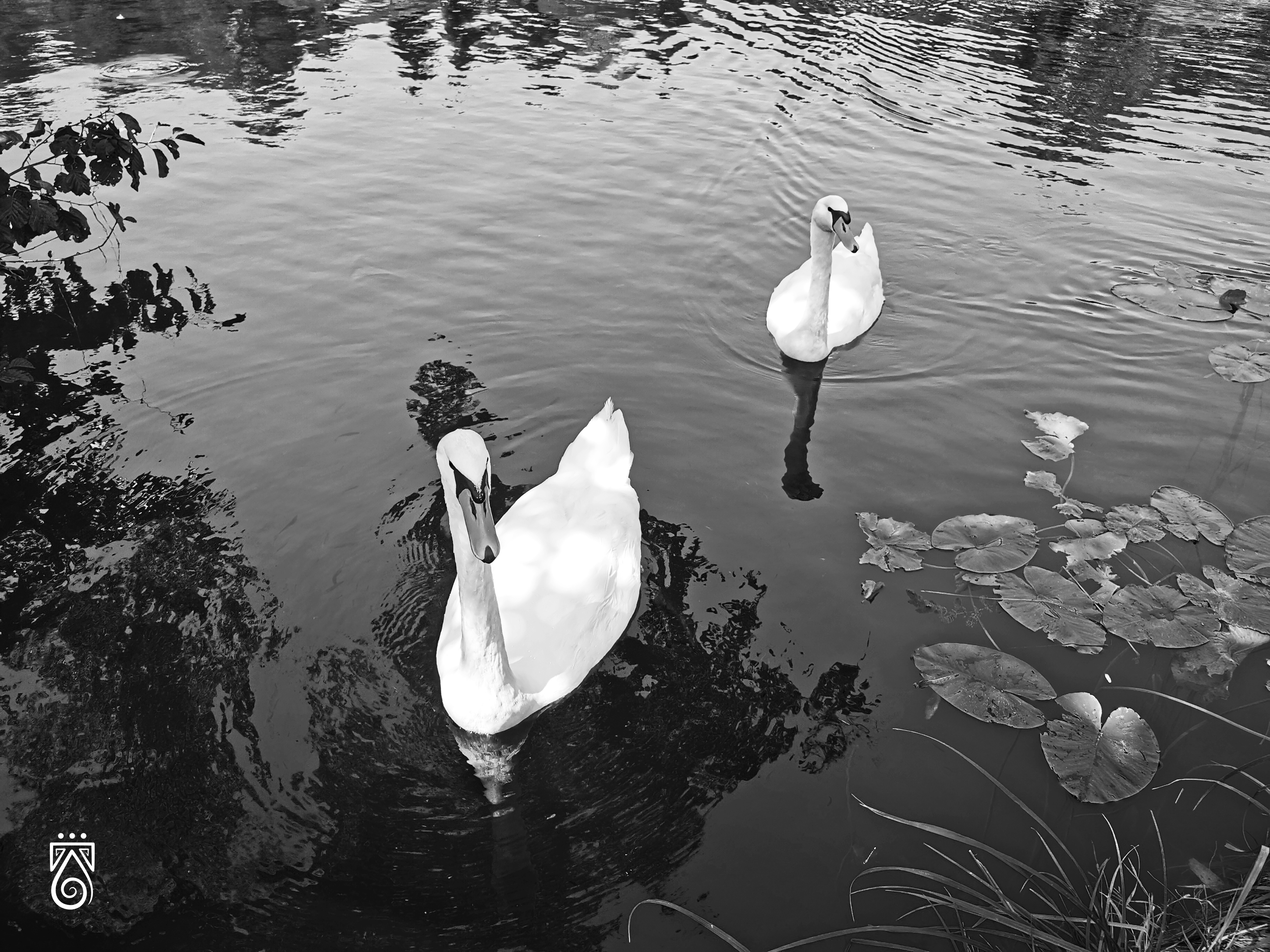 IMG_20210814_135257 bw.jpg