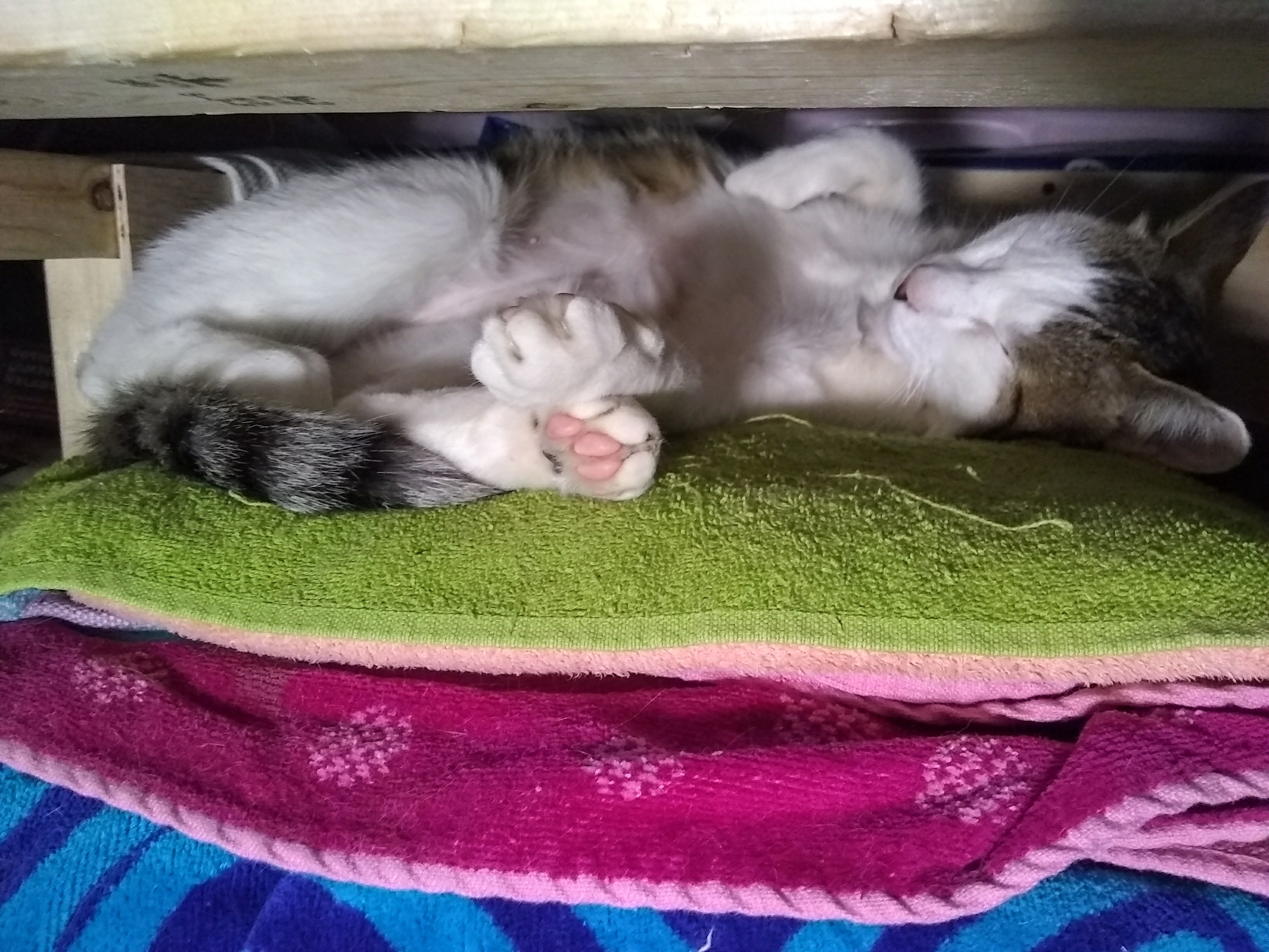 Regina Beach Xiao Meow c.jpg