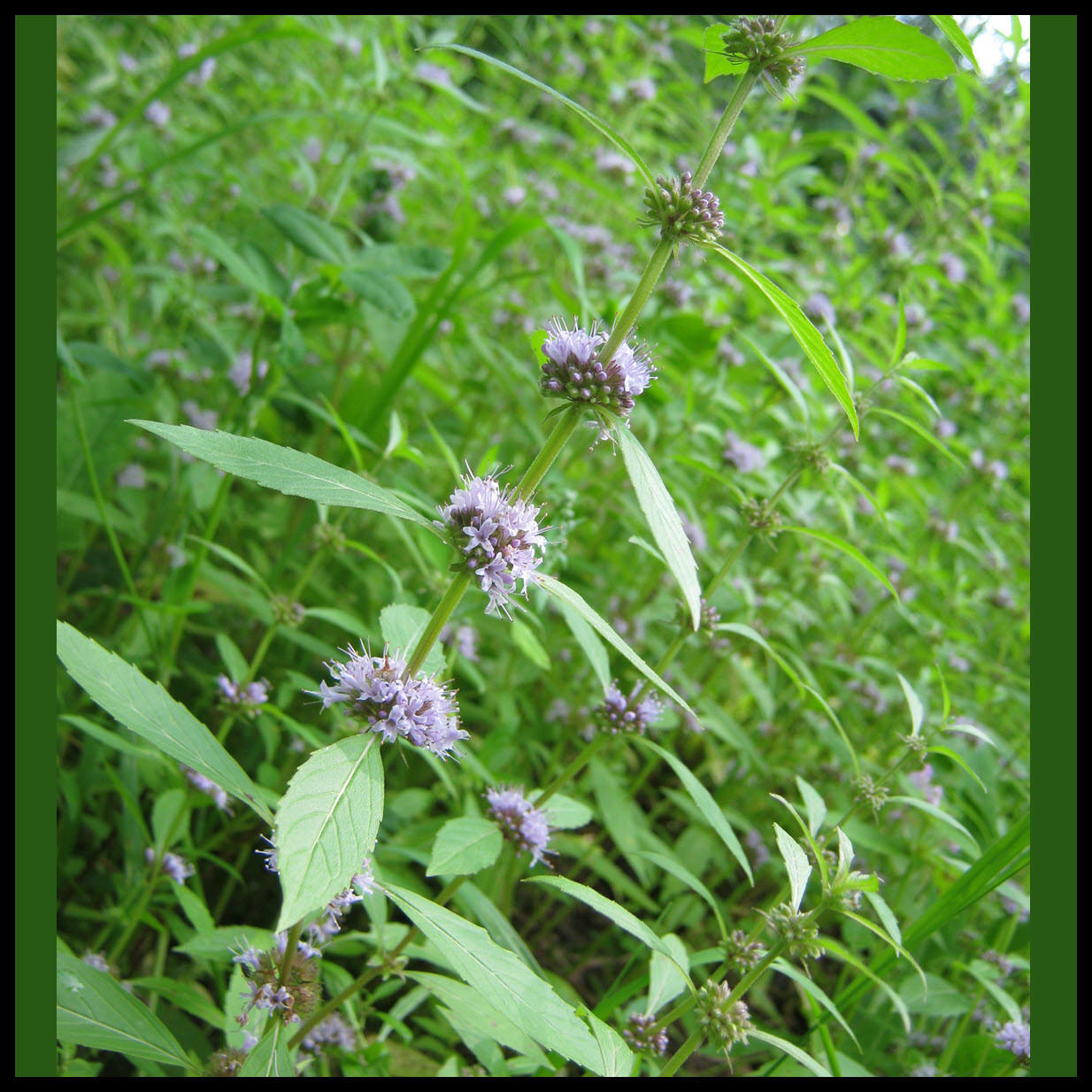 close up wild mint blossom.JPG