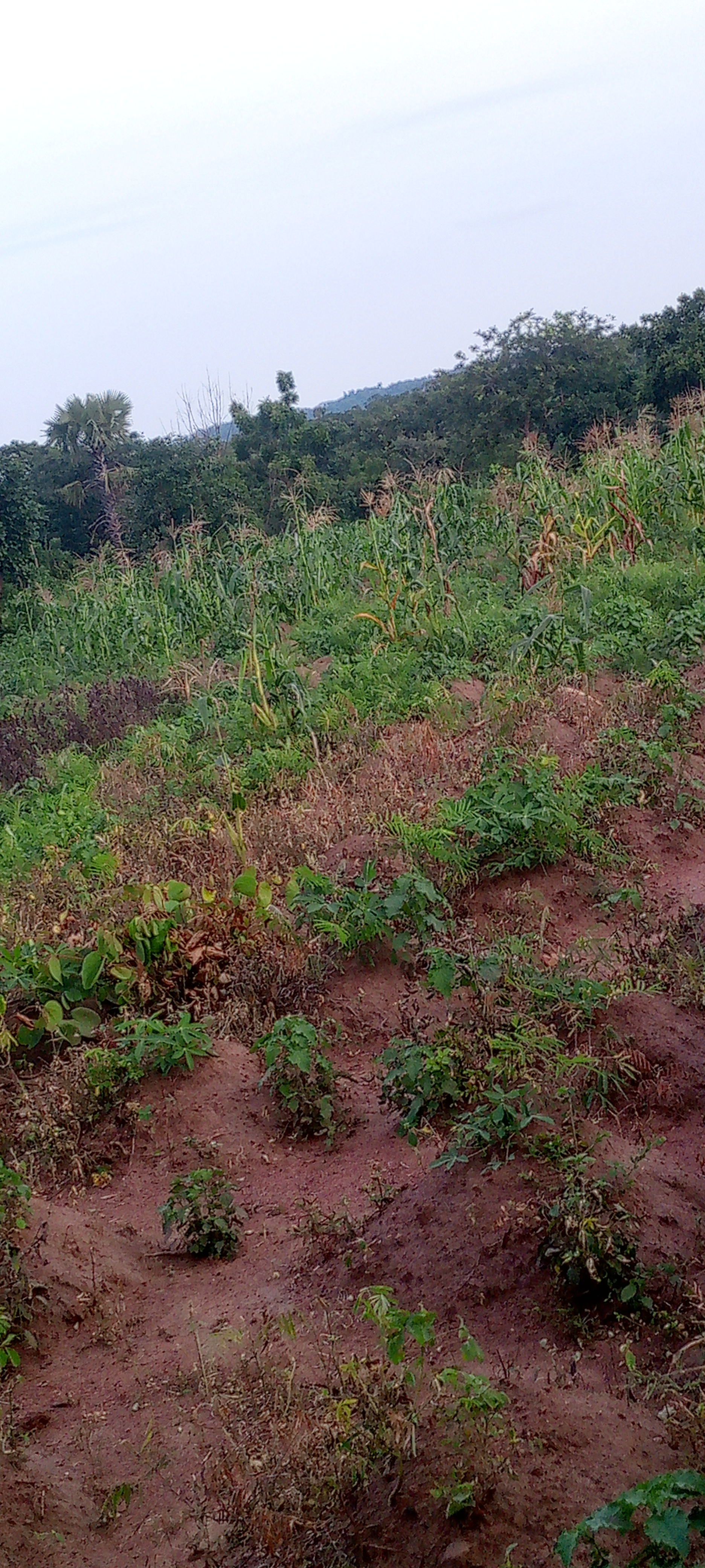 IMG_20260727_180813_248.jpg