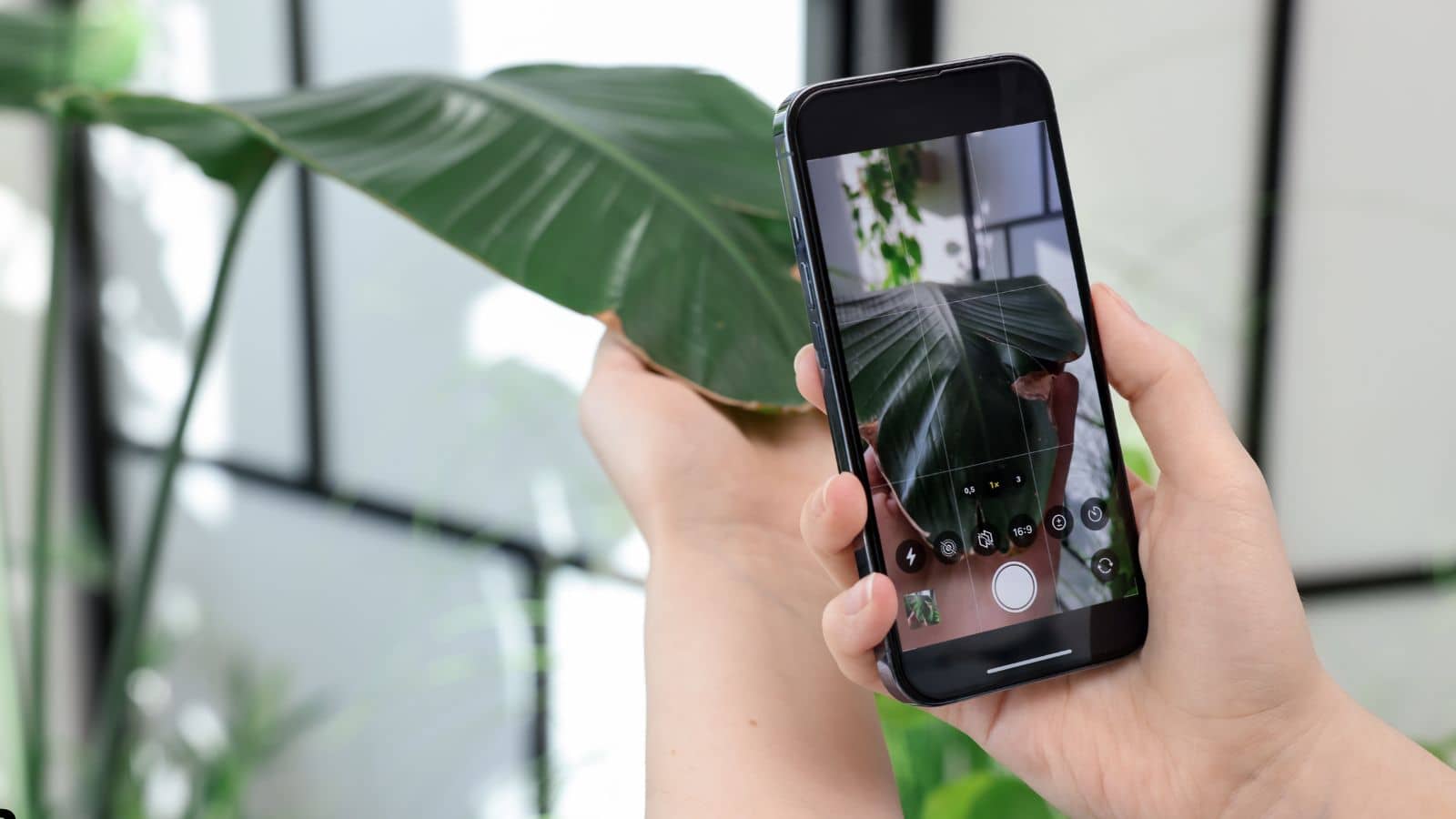 What-is-an-AI-Plant-Disease-Identifier.jpg