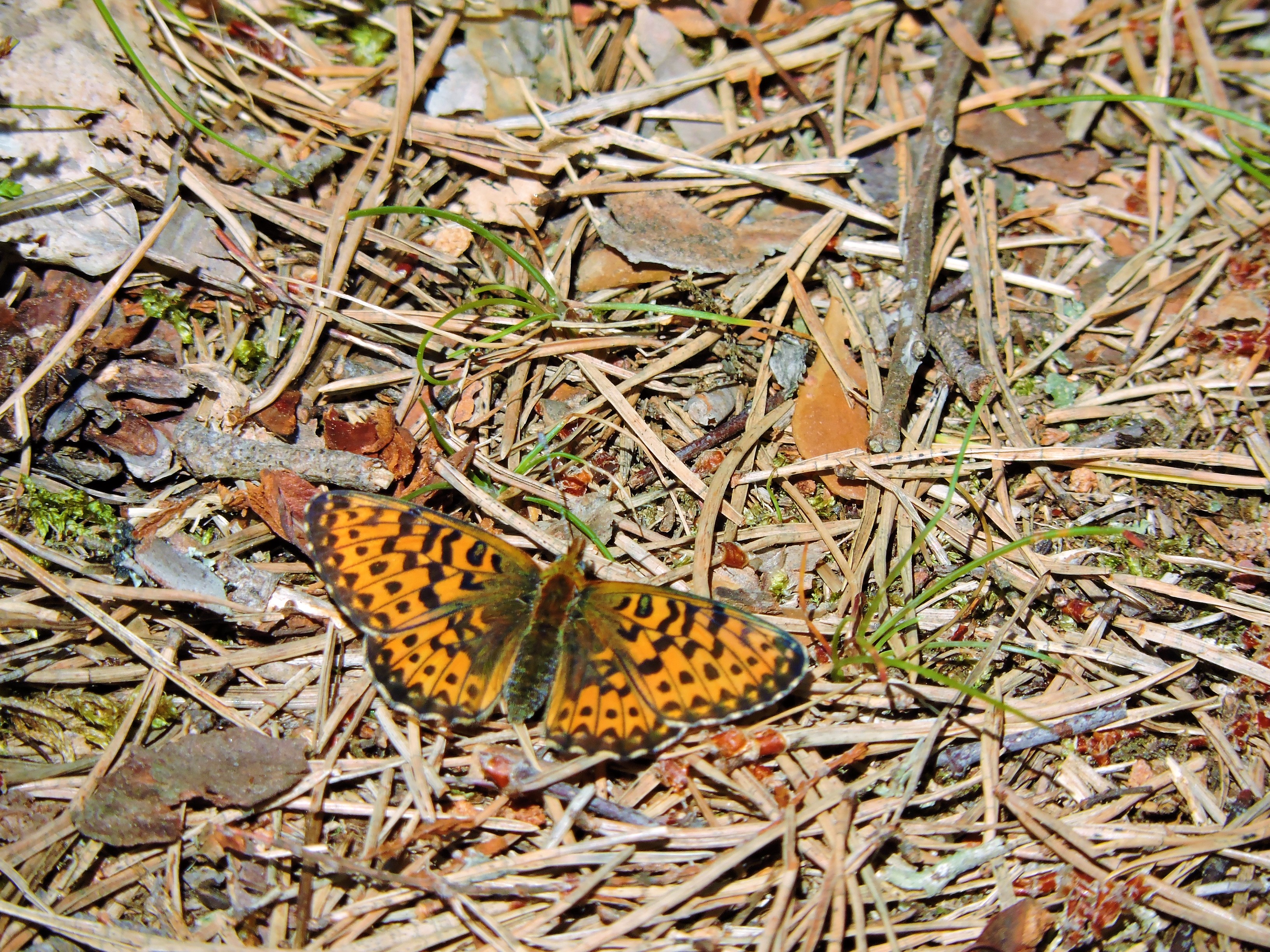 DSCN4680.JPG