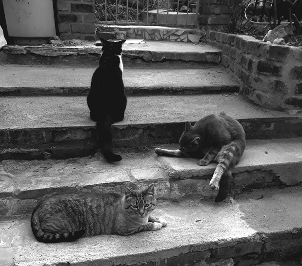 trio2.jpg
