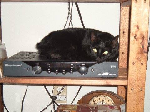 babykitty.jpg