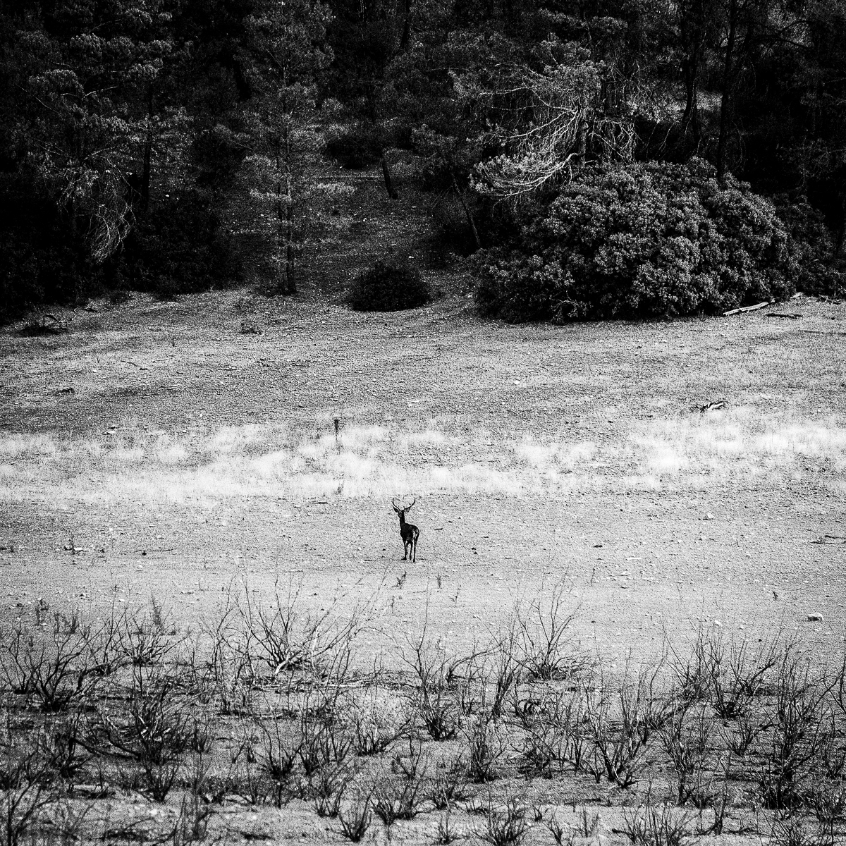 LAGUNAS CAMPOTEJAR _ STEEMIT_ 35.jpg