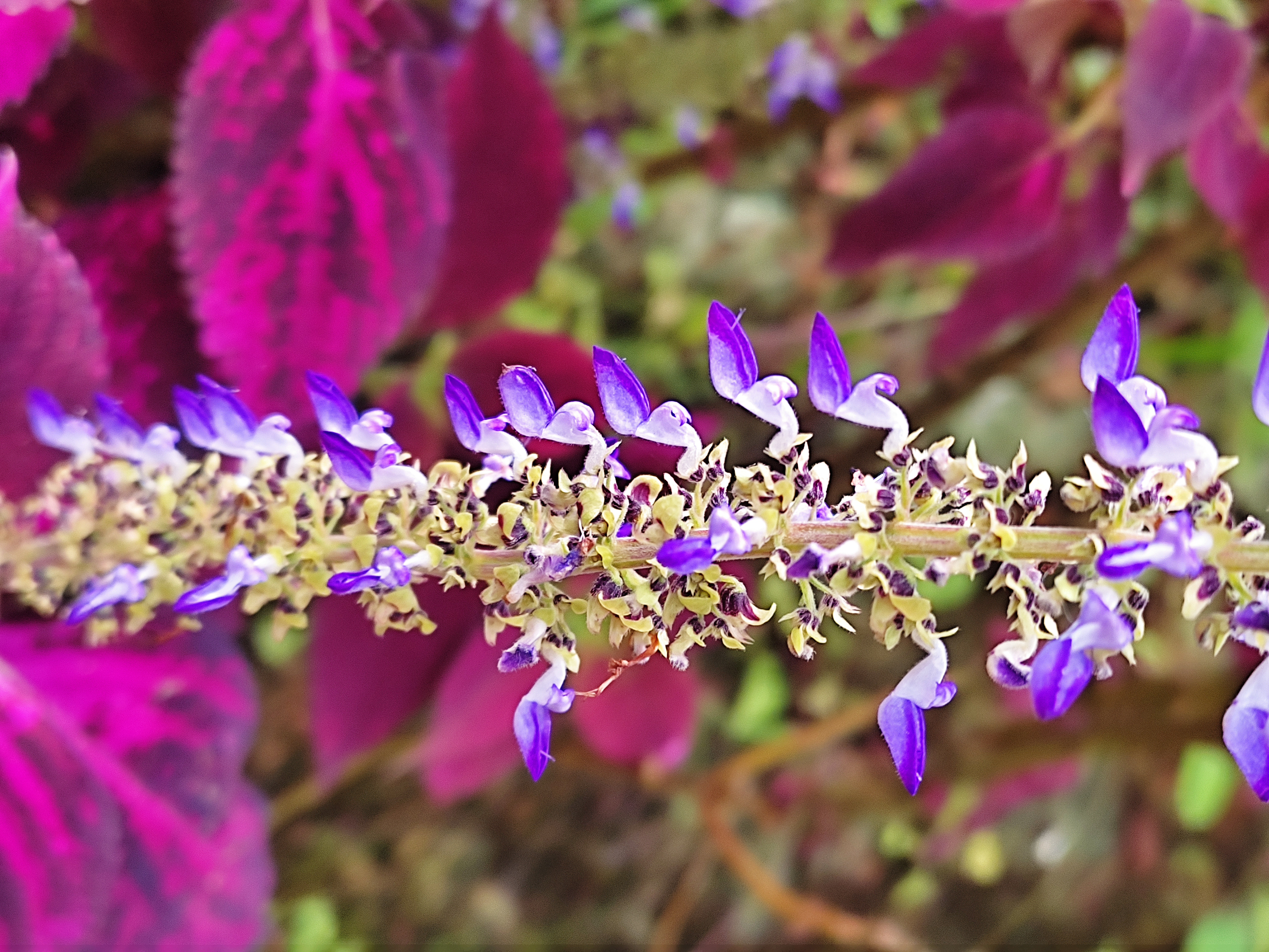 IMG_20210510_122103.jpg